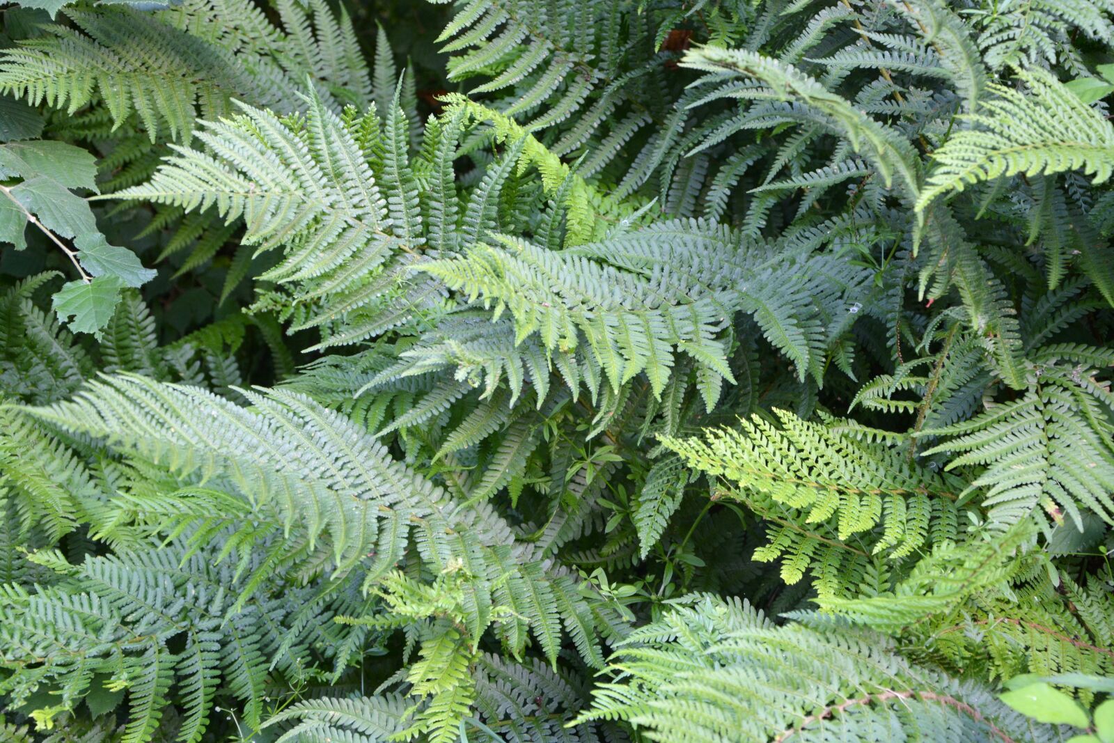 Nikon D5200 sample photo. Fern, green, plant photography