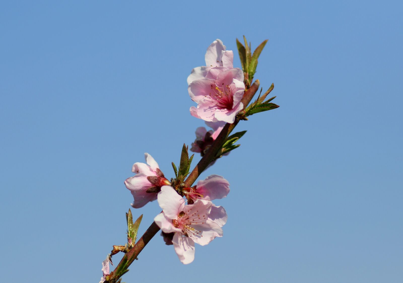 Canon EF 85mm F1.8 USM sample photo. Flower, pink, tree photography