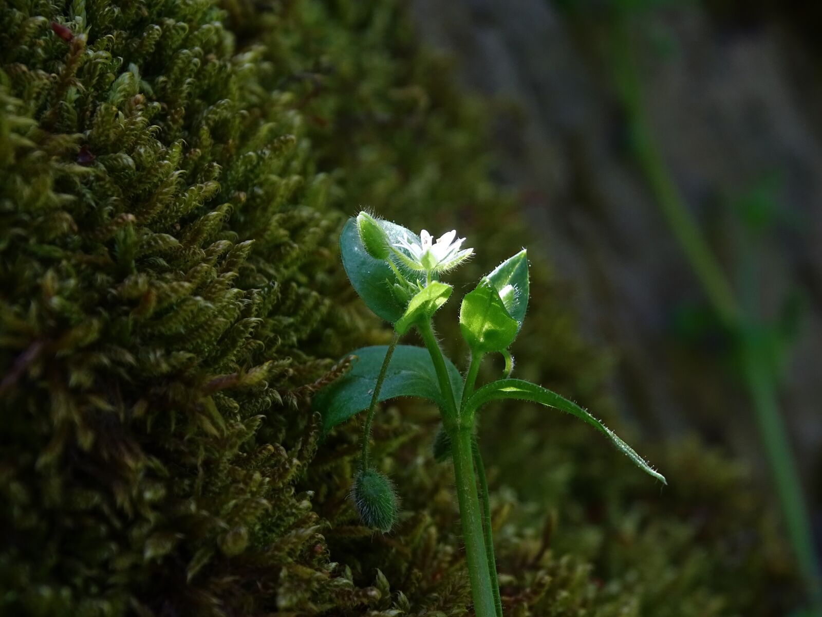 Sony Cyber-shot DSC-HX400V sample photo. Moss, flower, macro photography