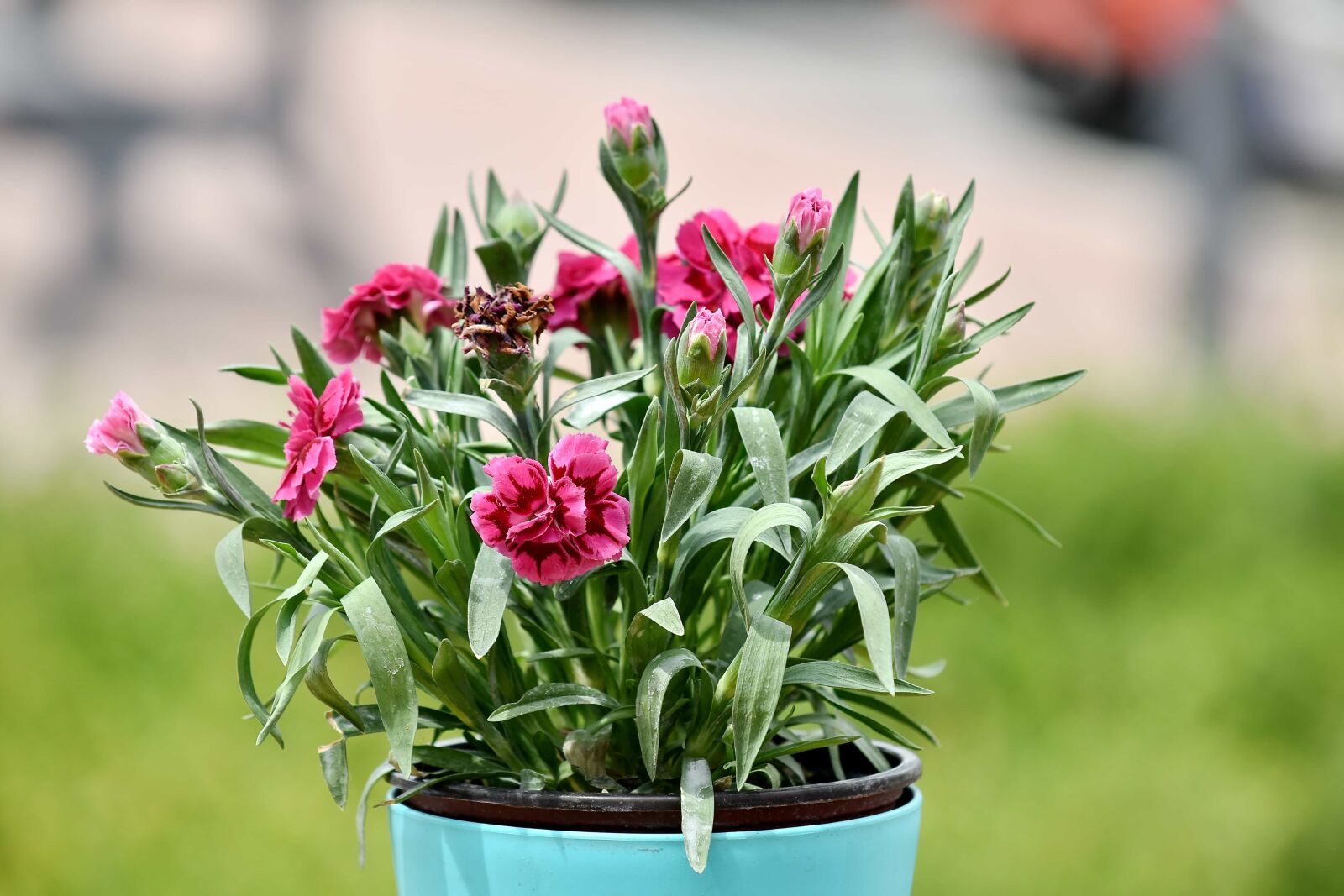 Nikon D5500 sample photo. Bouquet, carnation, flowerpot, green photography
