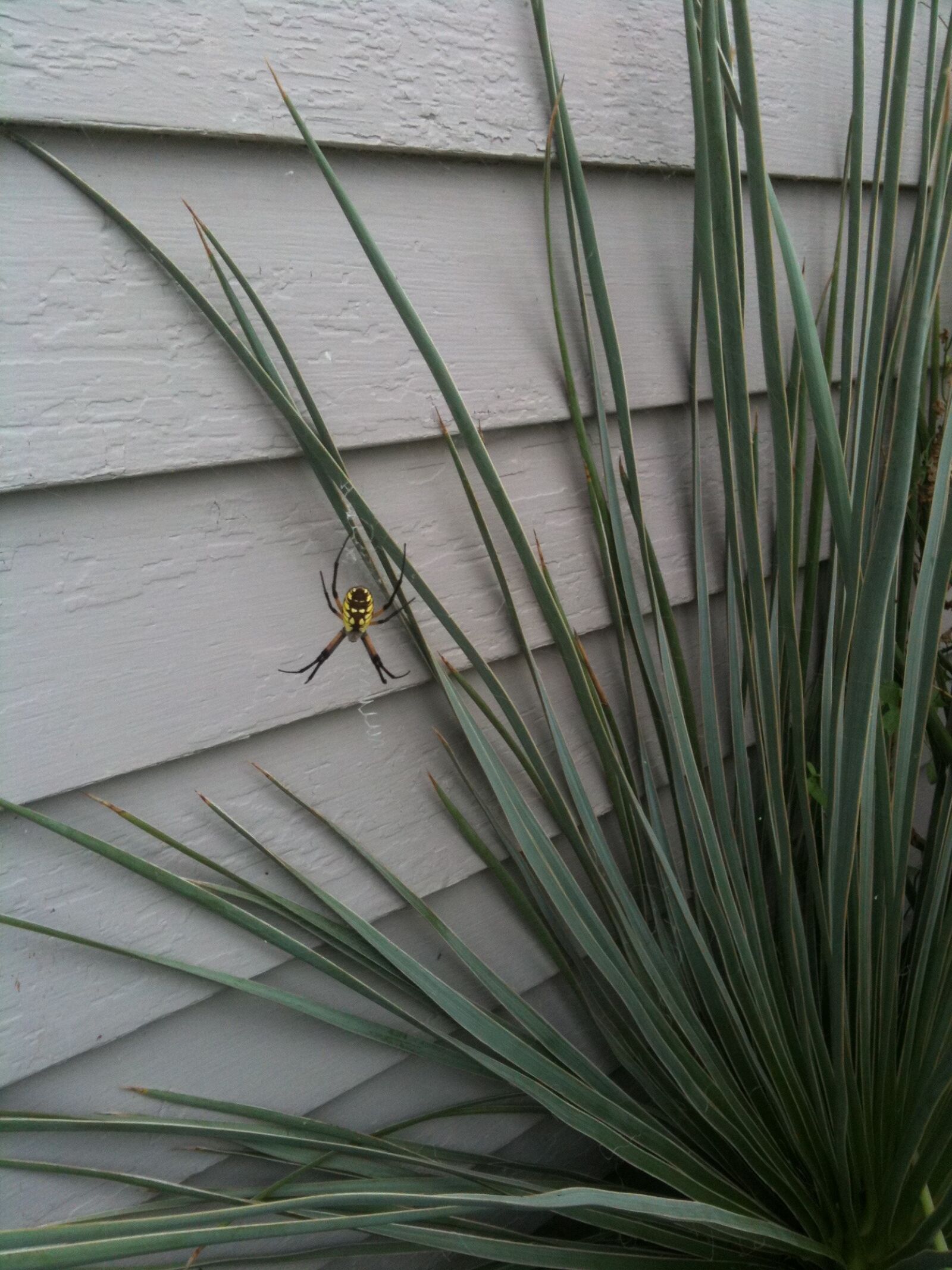 Apple iPhone 3GS sample photo. Spider, yucca, web photography