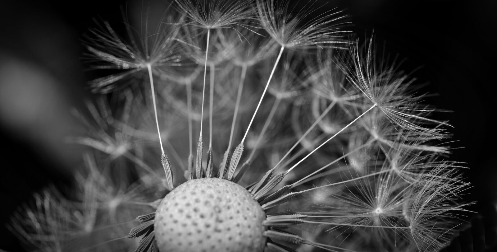 Nikon D5200 sample photo. Dandelion, seeds, close up photography