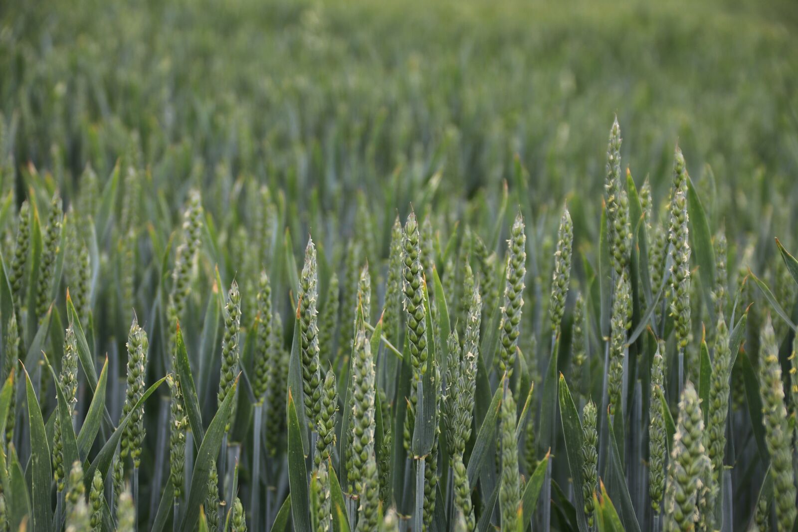 Canon EOS 80D sample photo. Cornfield, agriculture, wheat photography