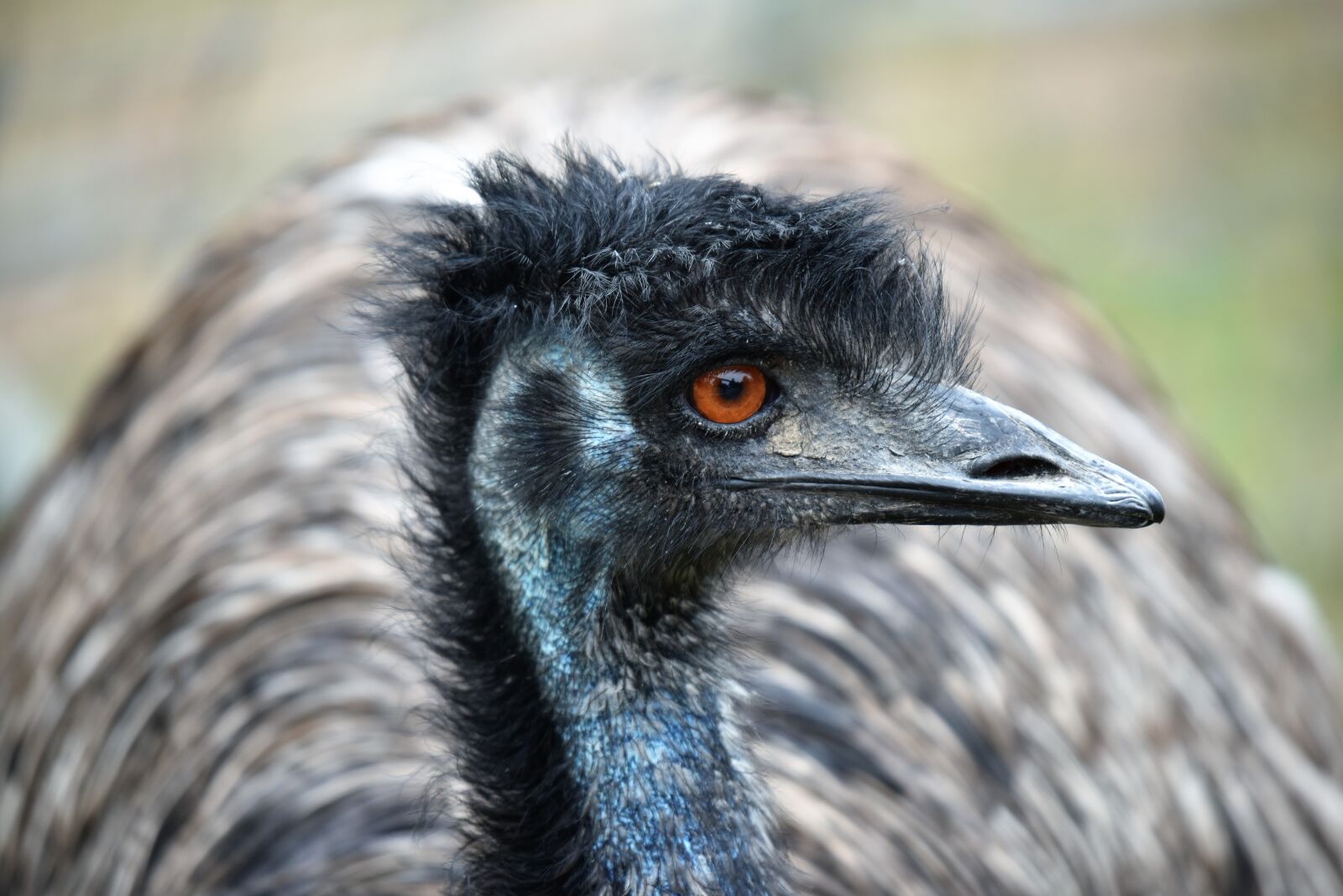 Nikon D810 sample photo. Emu, australia, bird photography