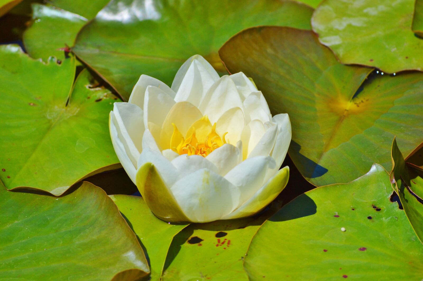 Nikon D3200 sample photo. Water lily, rose, flower photography