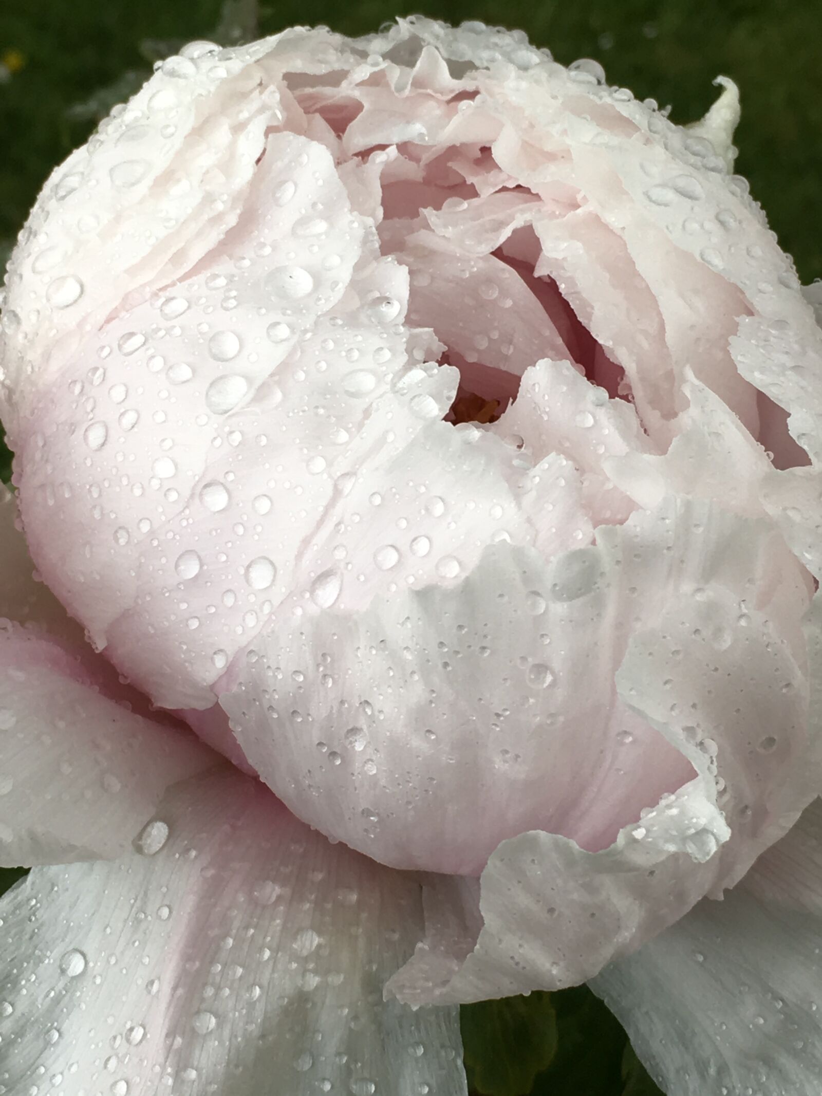 iPhone SE back camera 4.15mm f/2.2 sample photo. After, the, rain, beautiful photography