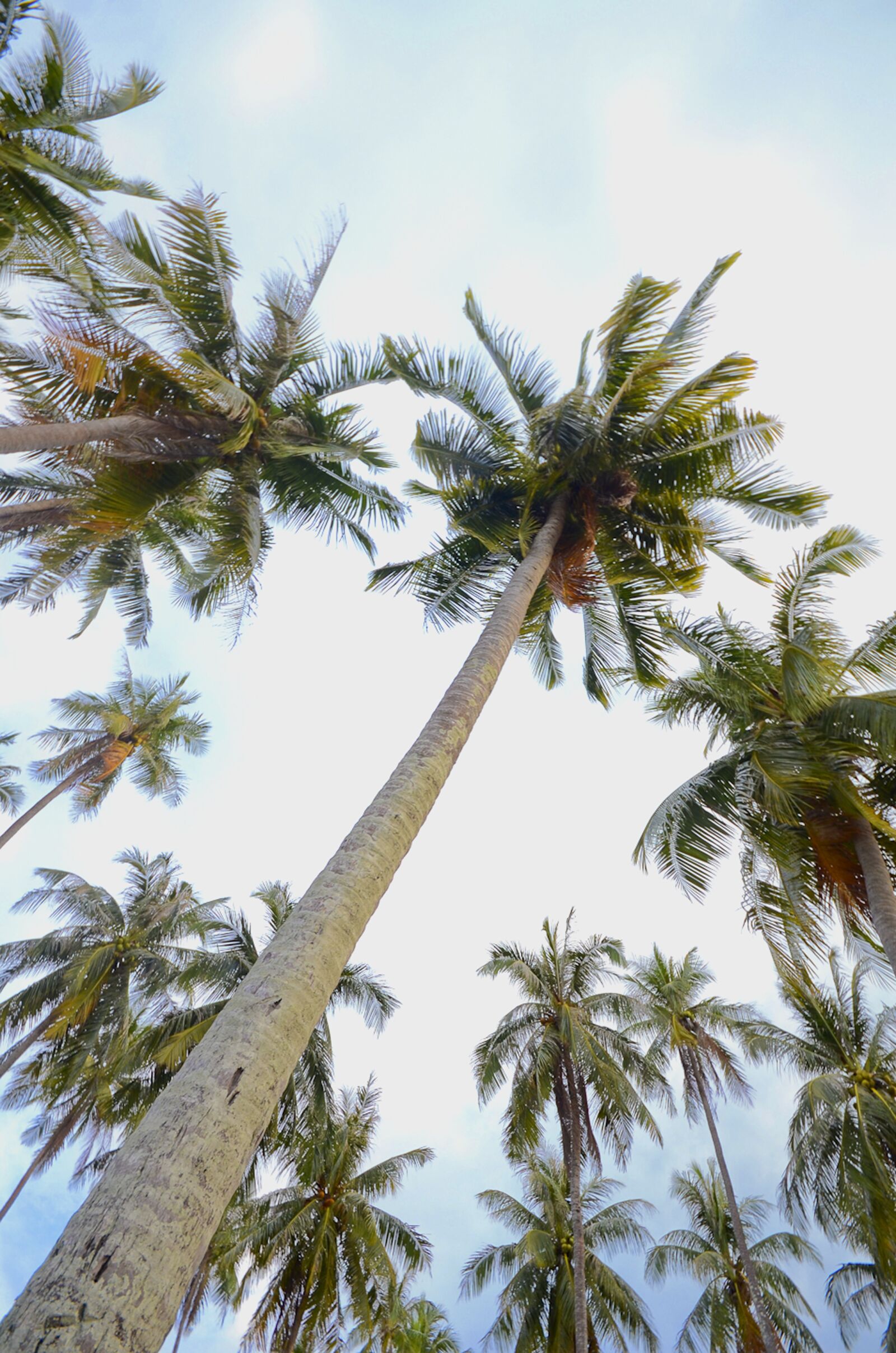 Nikon D7000 sample photo. Coconut, palm trees, trees photography