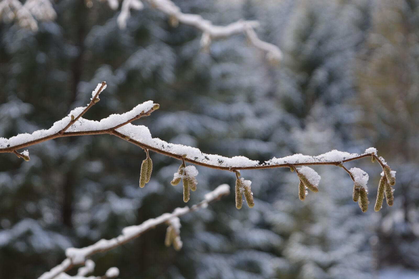 Nikon D5200 sample photo. Haluz, branch, a branch photography