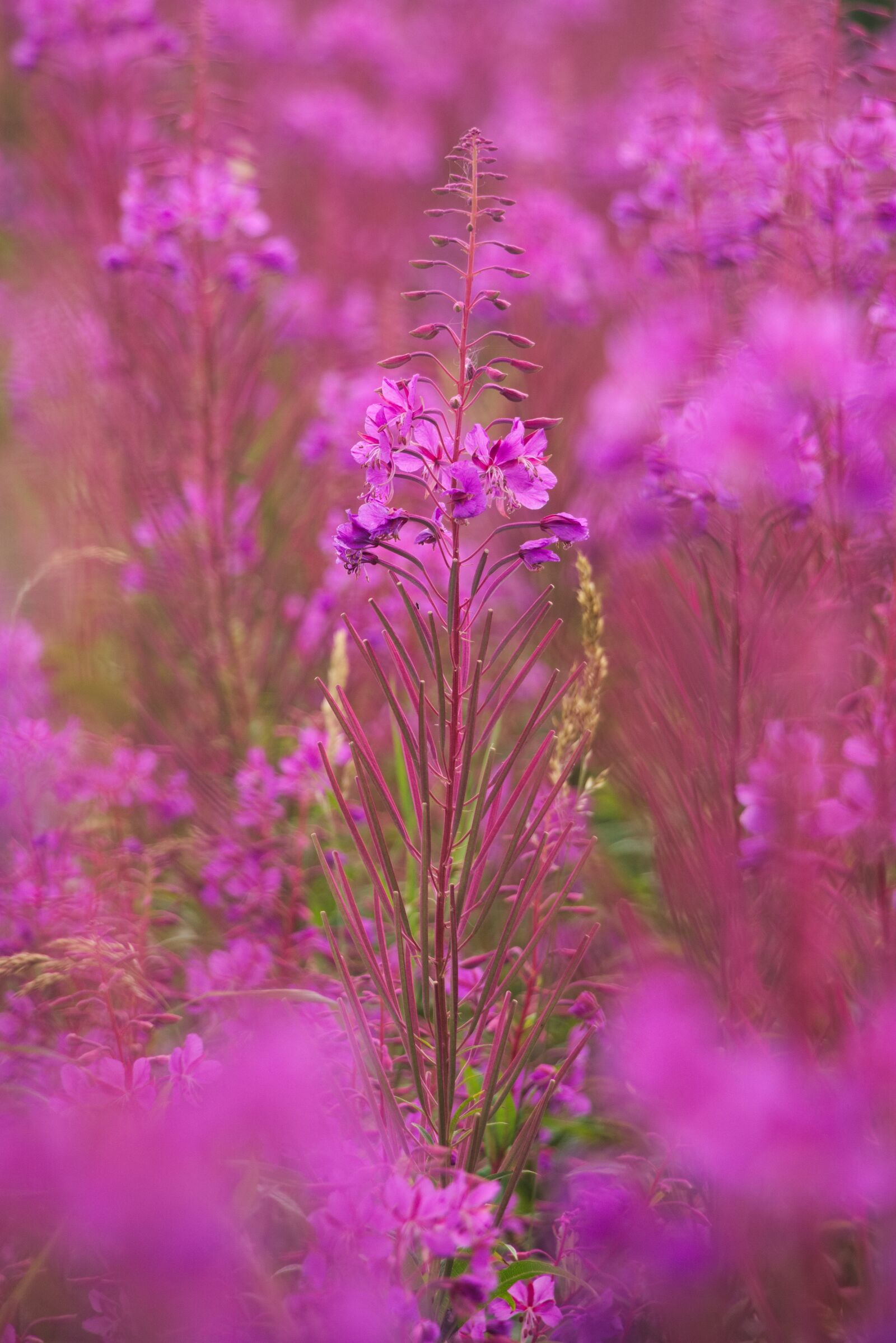 Canon EOS 750D (EOS Rebel T6i / EOS Kiss X8i) sample photo. Heather, plant, flower photography
