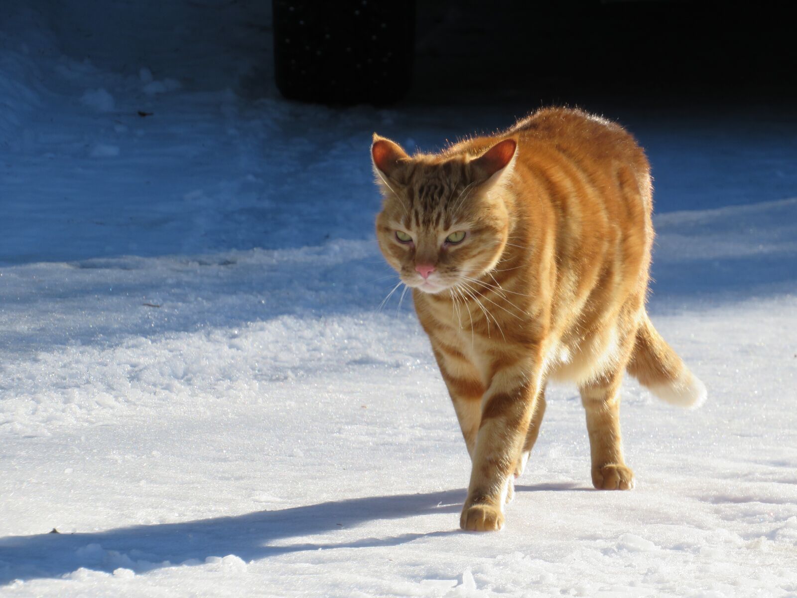 Canon PowerShot SX540 HS sample photo. Cat, winter, cute photography