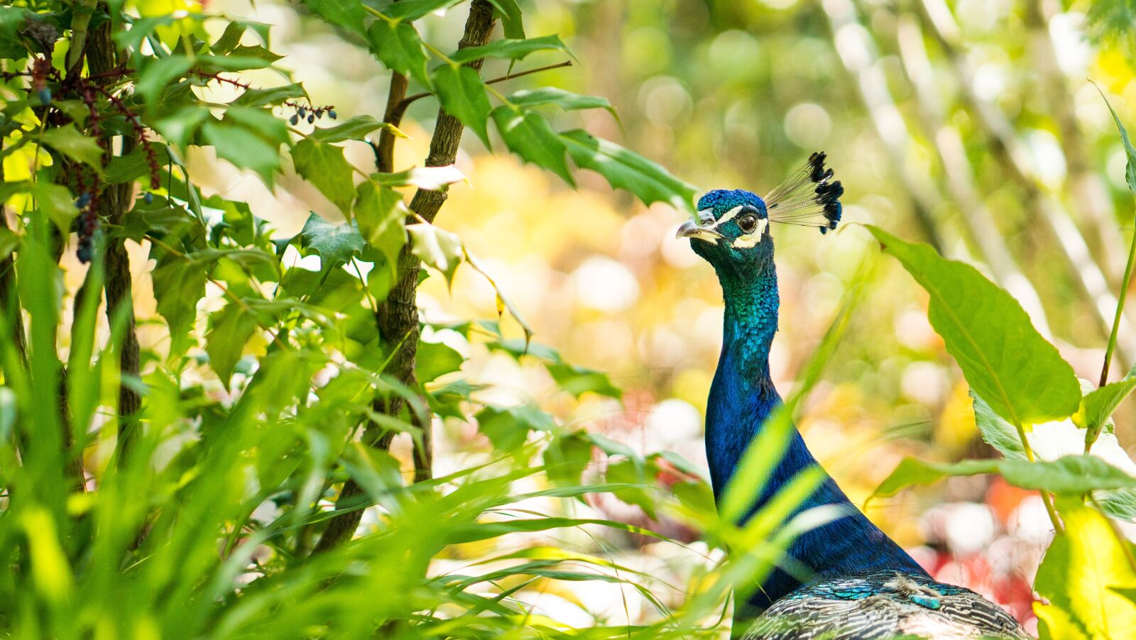 ZEISS Batis 85mm F1.8 sample photo. Bird, peacock, poultry photography
