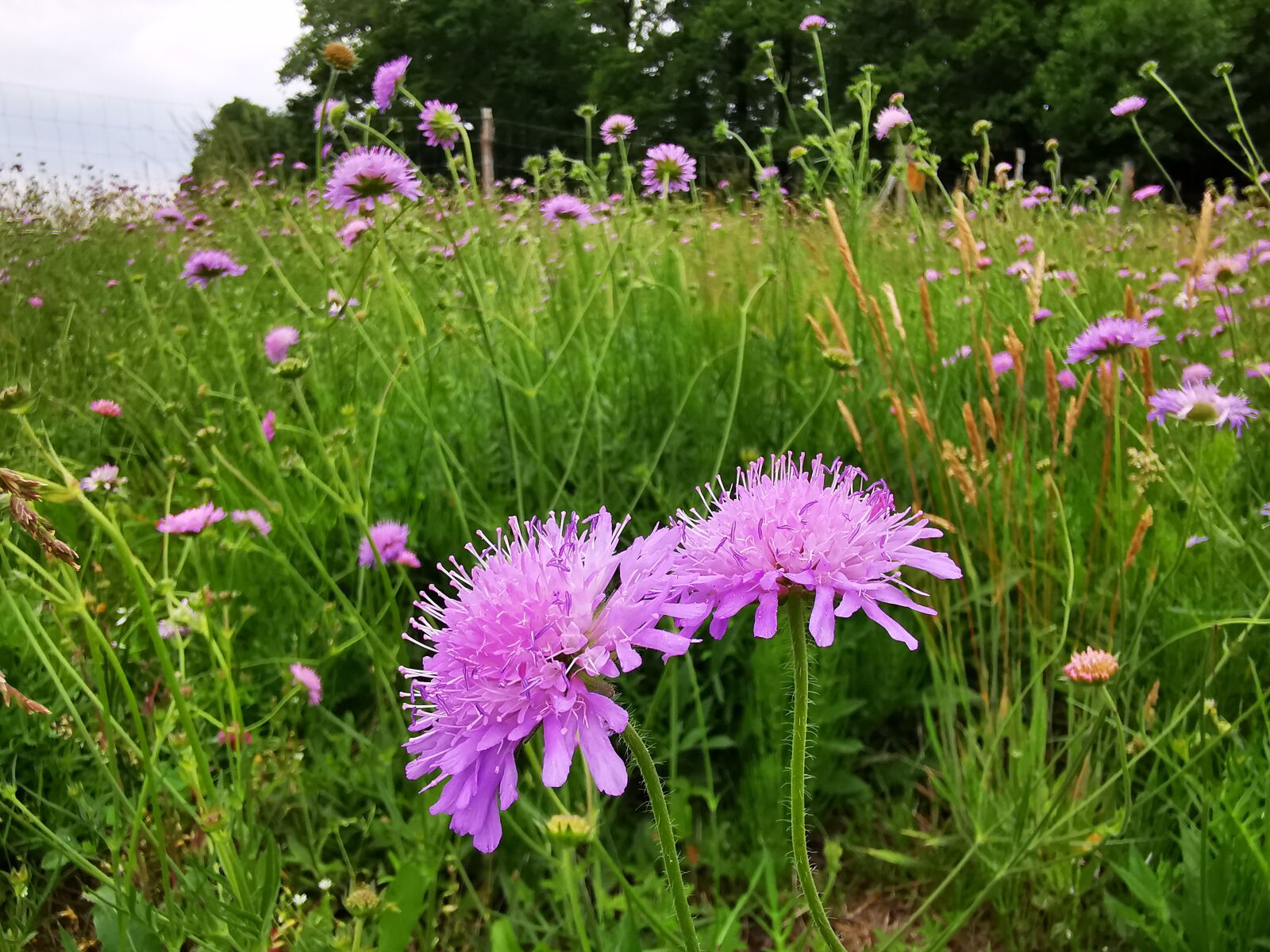 HUAWEI P30 Pro sample photo. Meadows scabious, herb garden photography