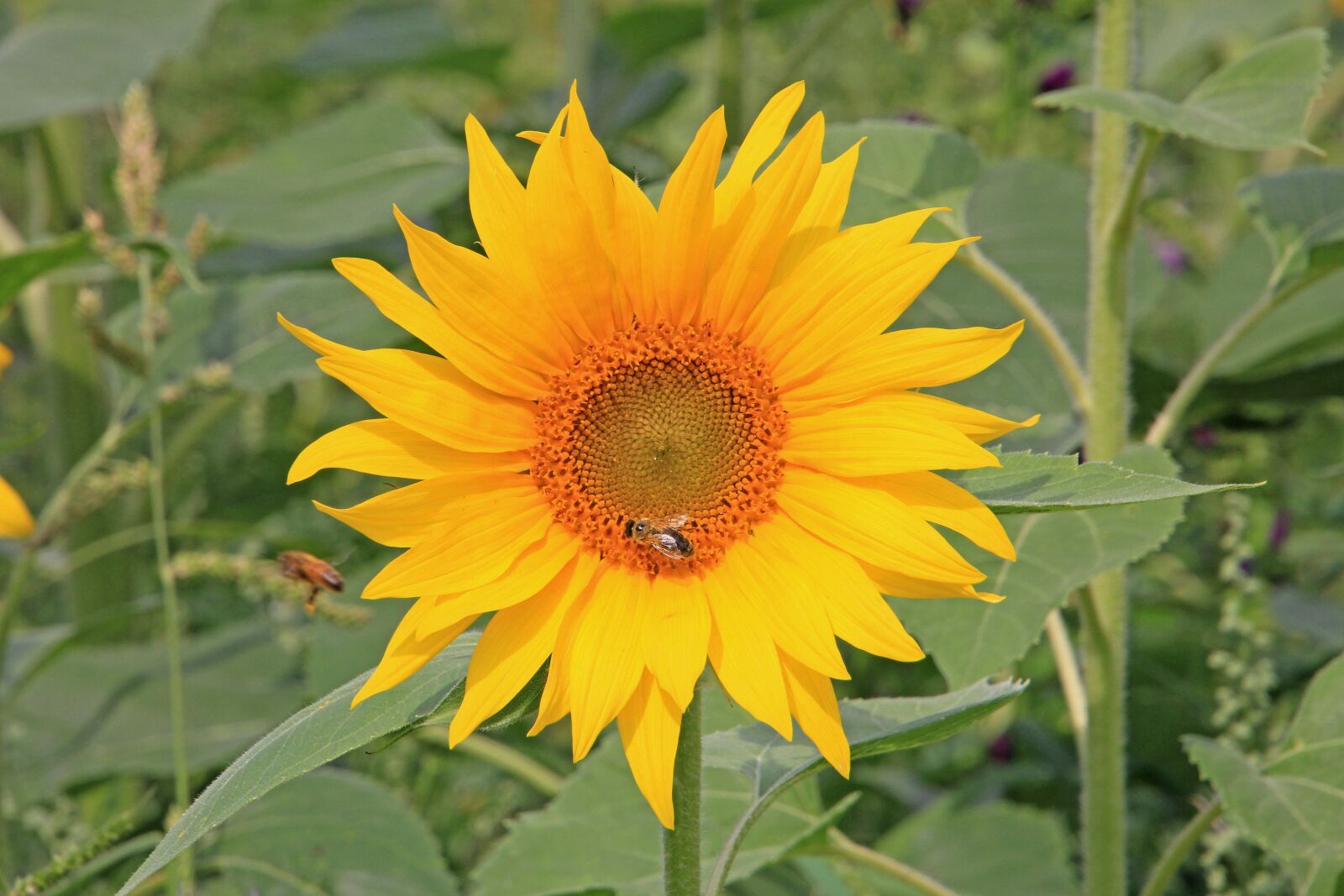 Canon EOS 60D sample photo. Sunflower, bee, blossom photography