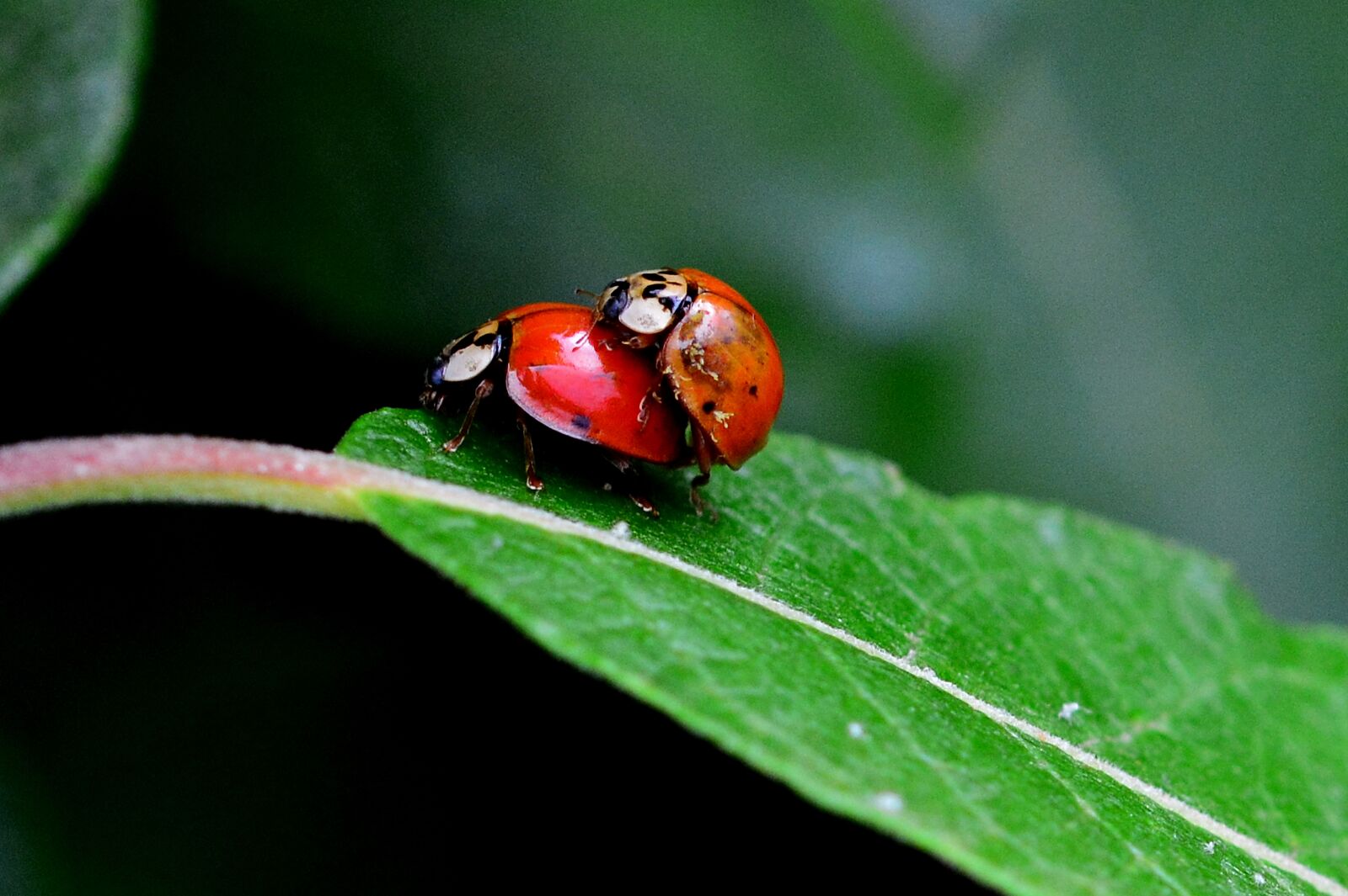 Nikon D5200 sample photo. Ladybug, pairing, close up photography
