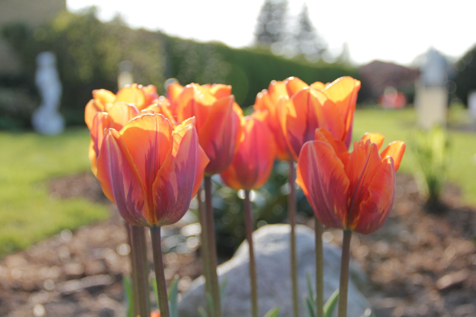 Canon EOS 550D (EOS Rebel T2i / EOS Kiss X4) sample photo. Natural, tulips, flowers photography