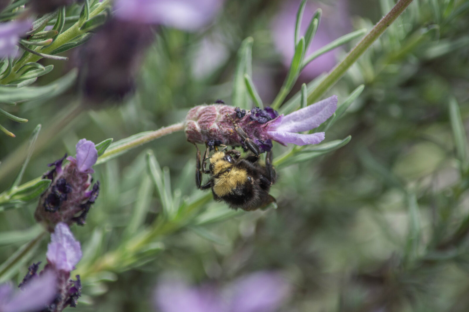 Nikon D5200 sample photo