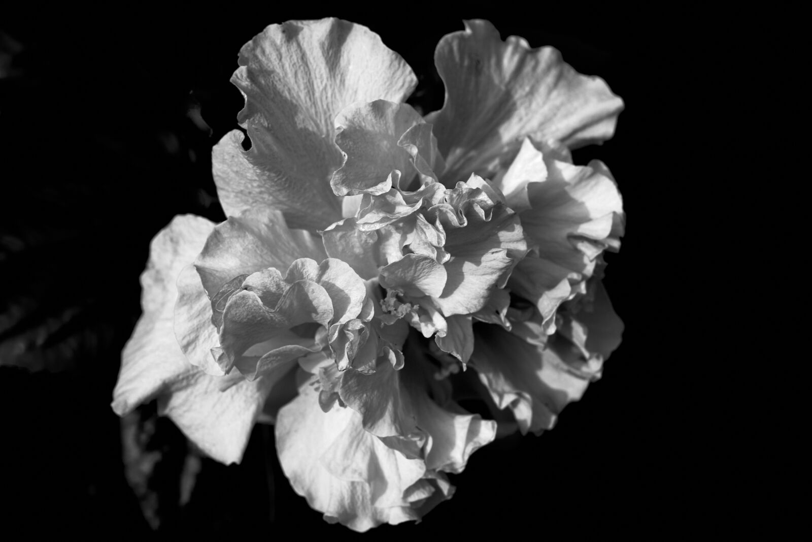 Fujifilm X-T1 sample photo. Flower, petal, floral photography