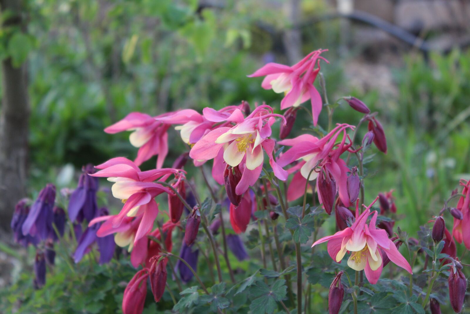 Canon EOS 1300D (EOS Rebel T6 / EOS Kiss X80) sample photo. Columbine, garden, flower photography