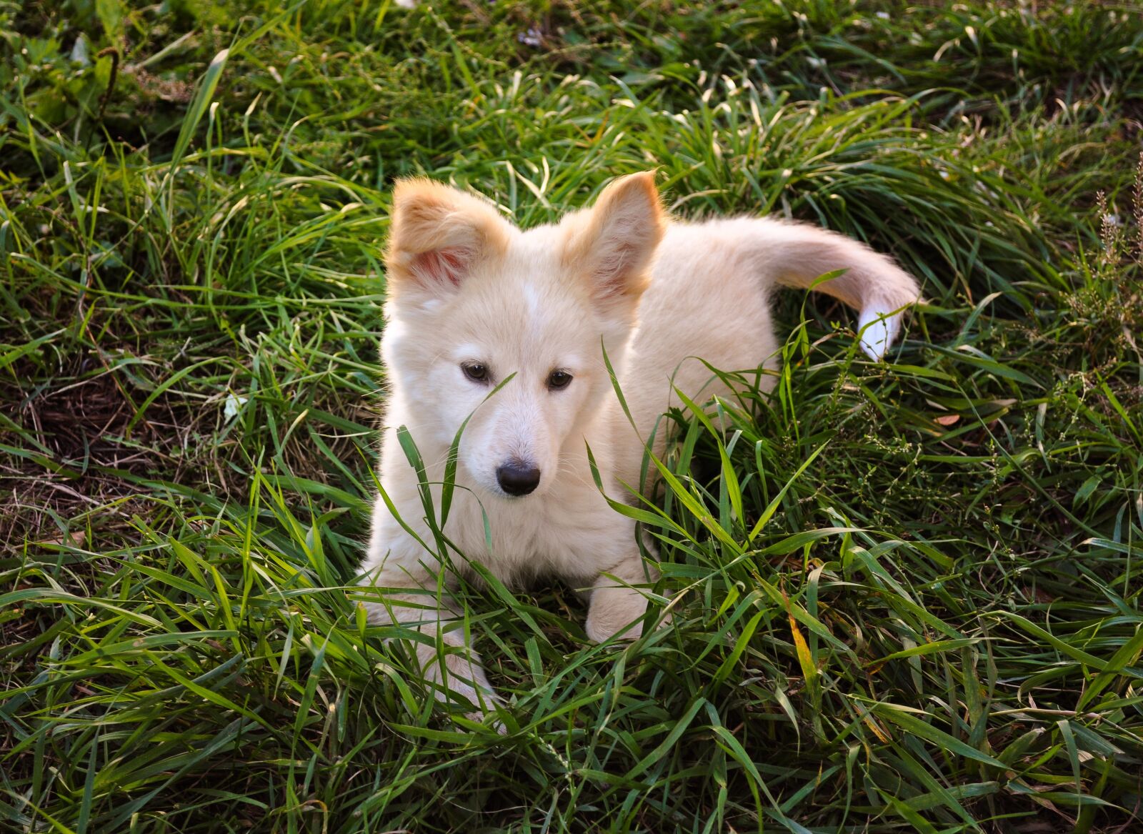 Nikon D5000 sample photo. Dog, puppy, white photography