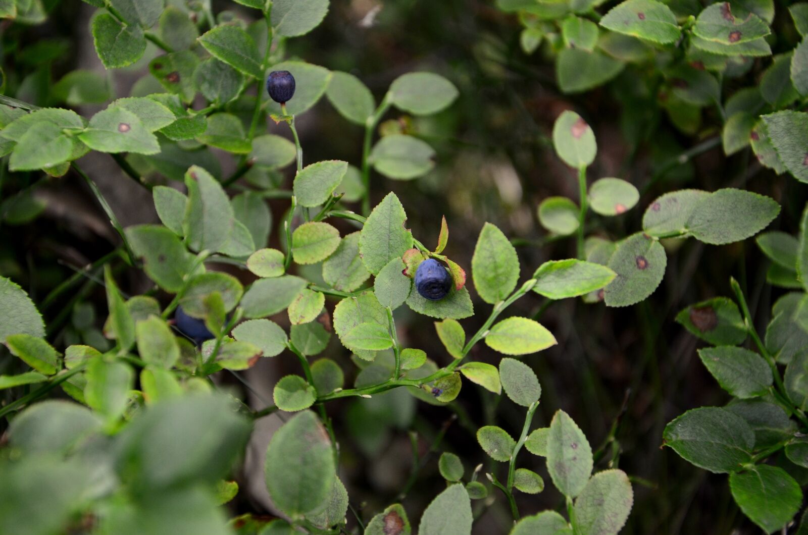 Nikon D7000 sample photo. Bilberry, bush, foliage photography