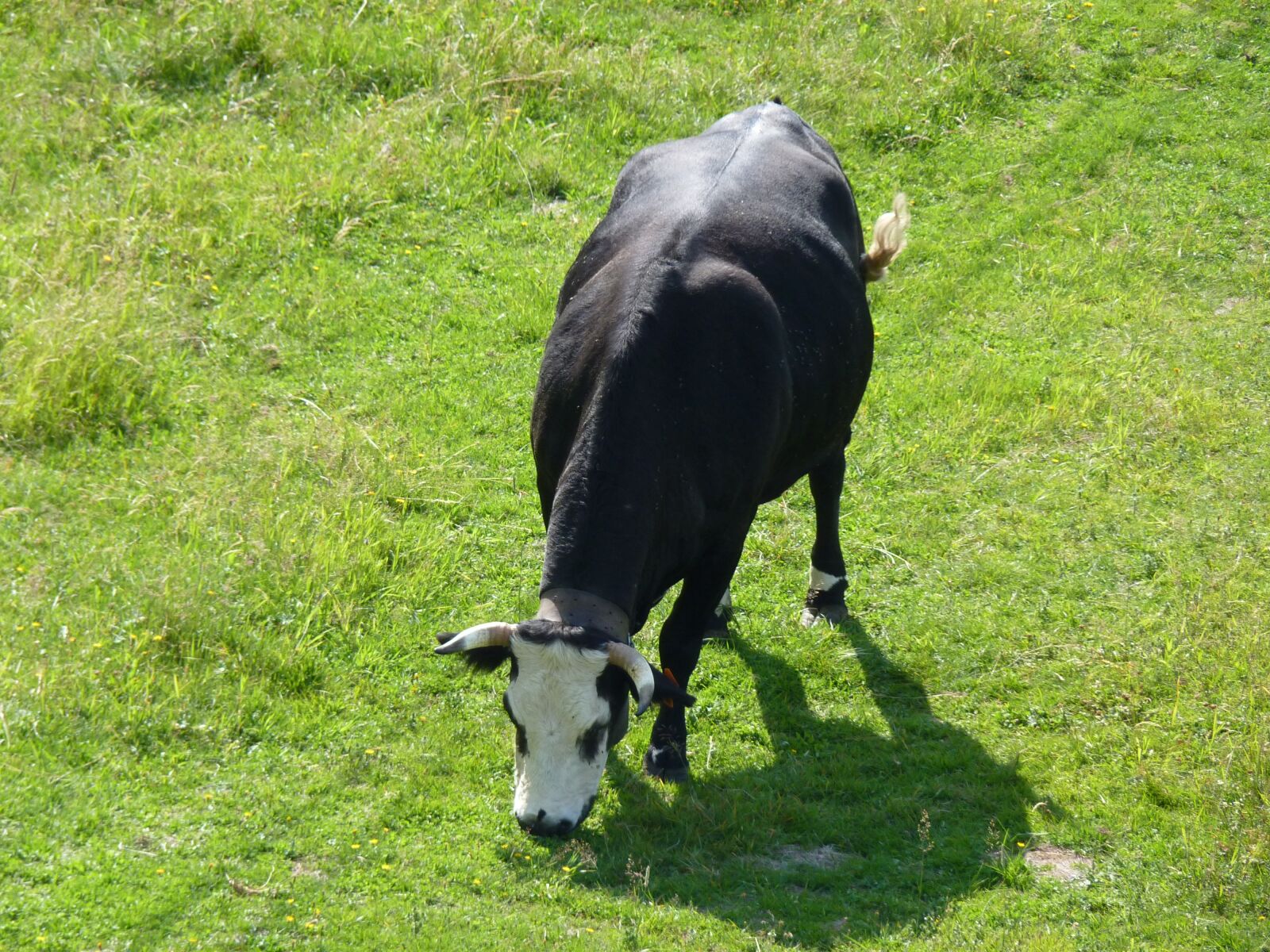Panasonic Lumix DMC-FZ35 (Lumix DMC-FZ38) sample photo. Cow, nature, agriculture photography