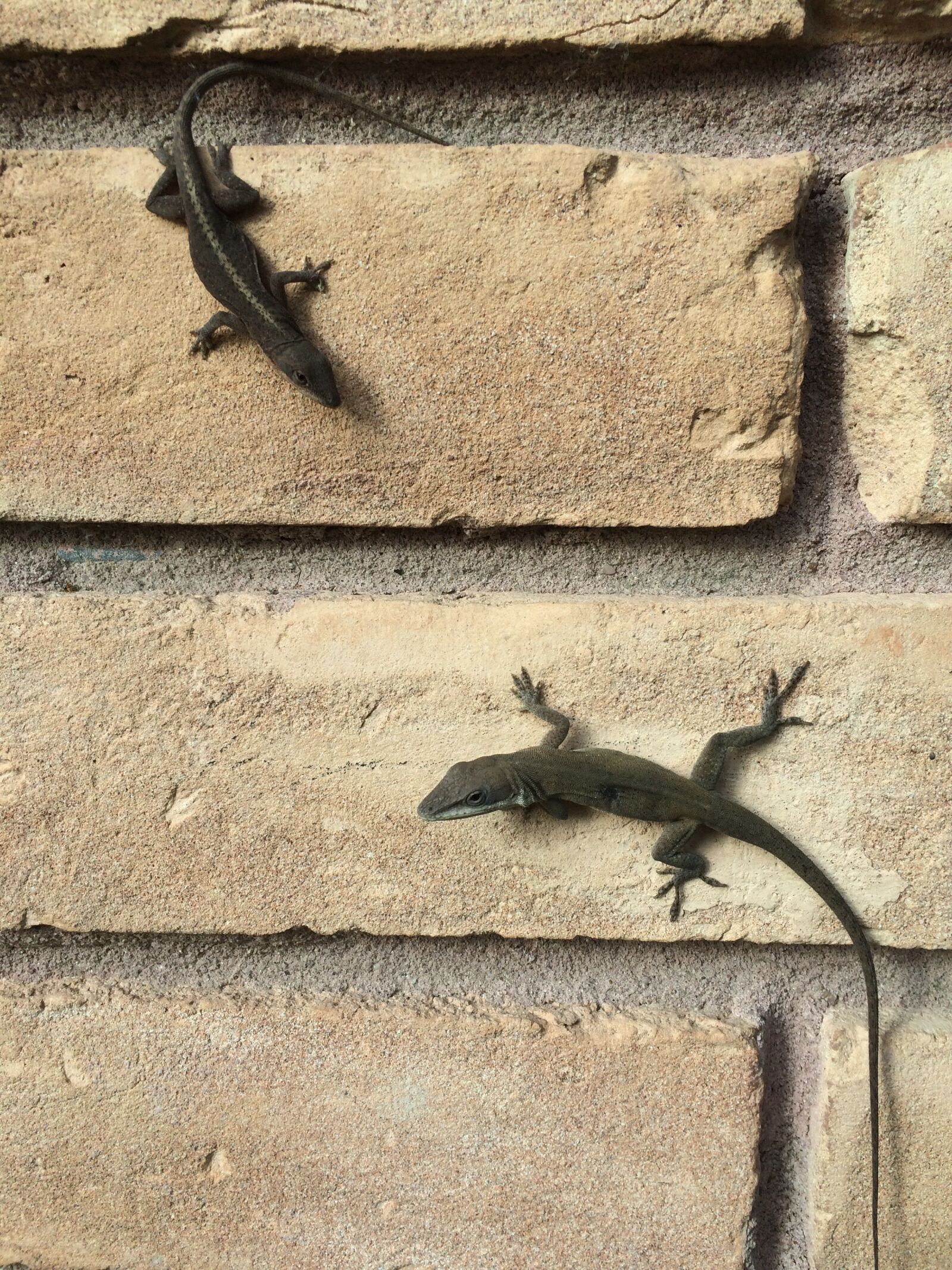 iPhone 5s back camera 4.15mm f/2.2 sample photo. Lizards, brick wall, outside photography