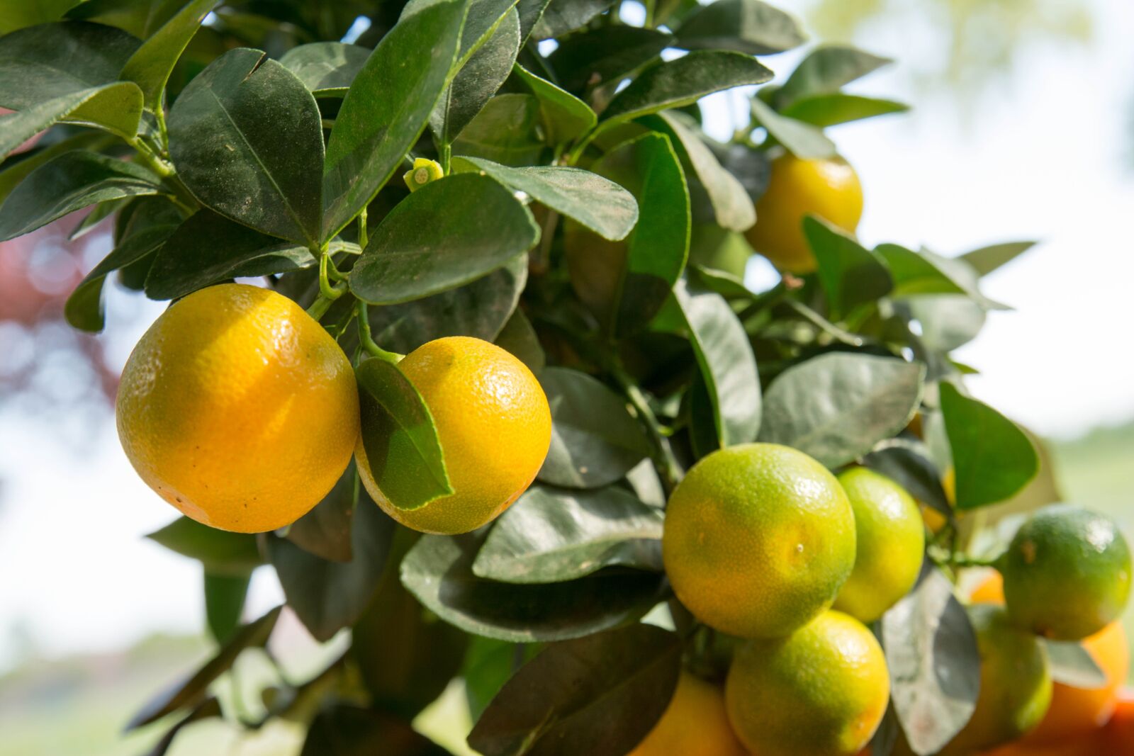 Nikon D7100 sample photo. Calamansi, calamondin, citrus fruit photography
