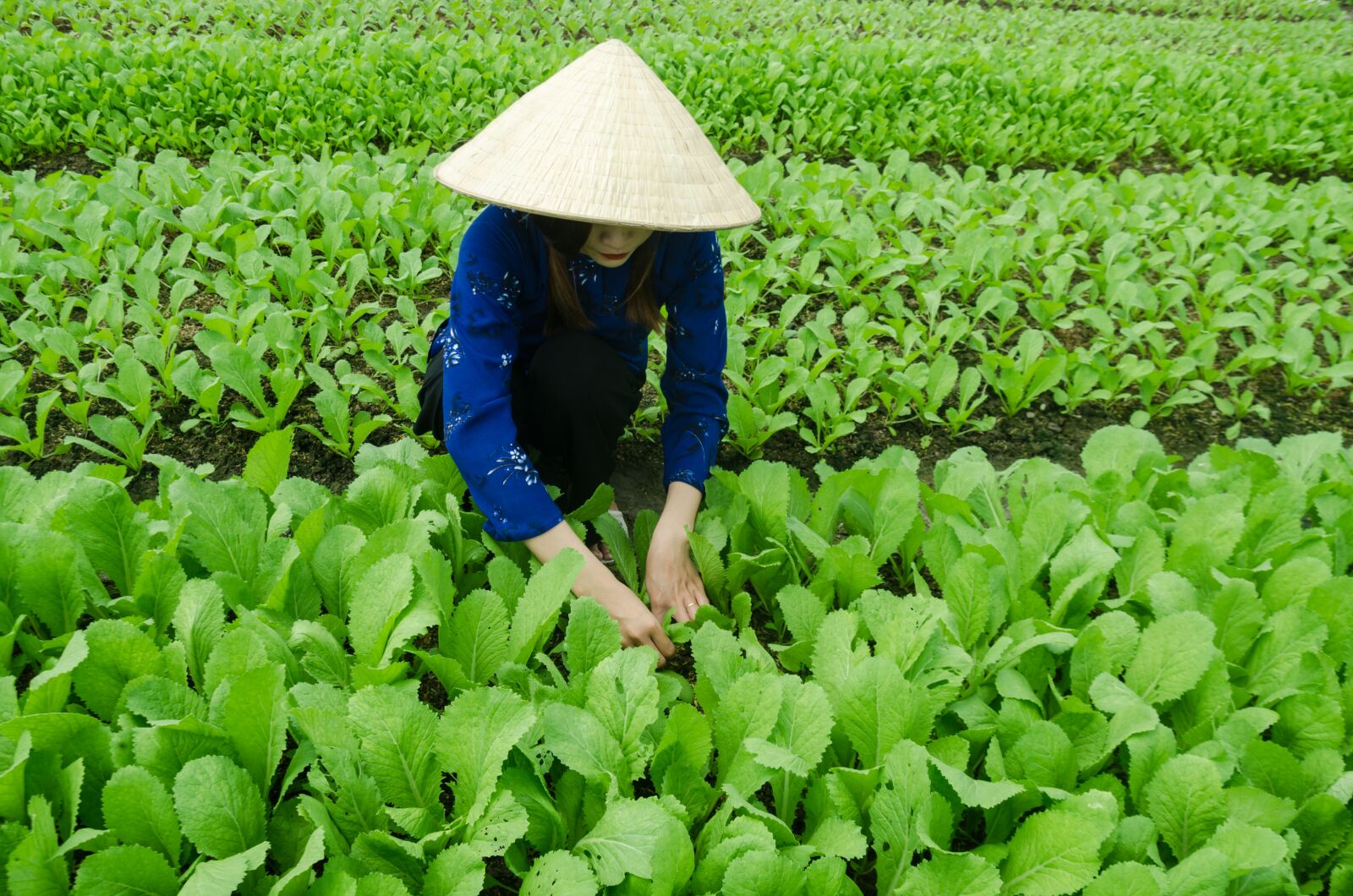 Nikon D5100 sample photo. Agriculture, plant, vegetables photography