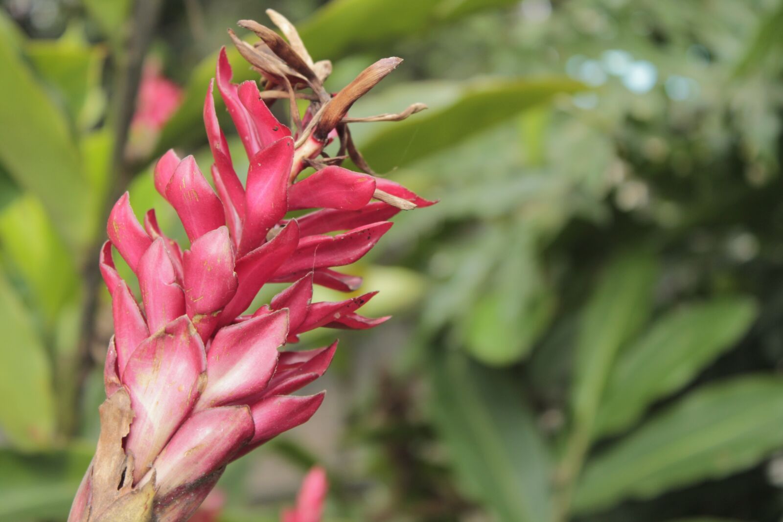 Canon EOS 1100D (EOS Rebel T3 / EOS Kiss X50) sample photo. Flower, vegetation, nature photography