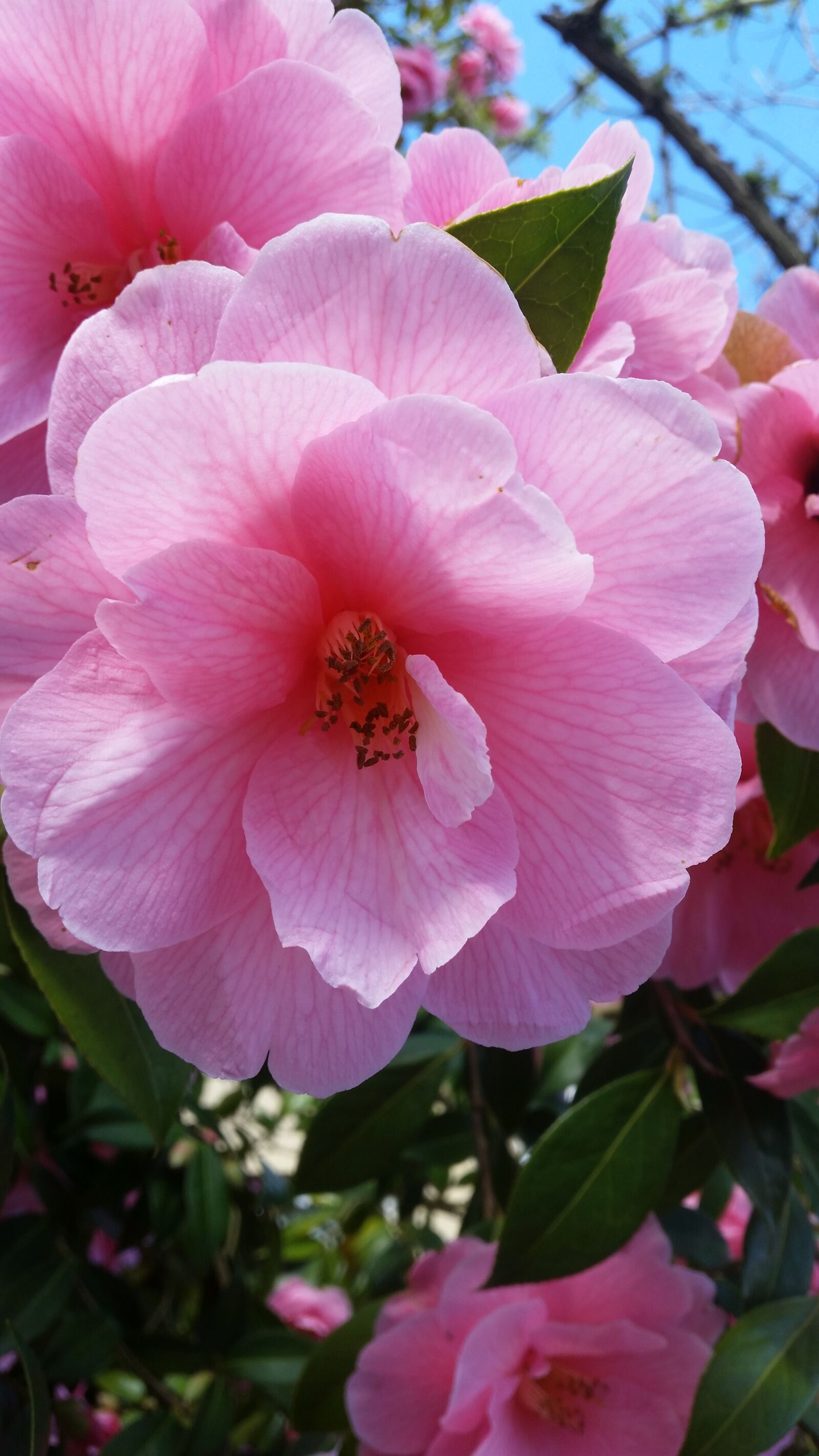 Samsung Galaxy S5 sample photo. Camellia, blossom, spring photography