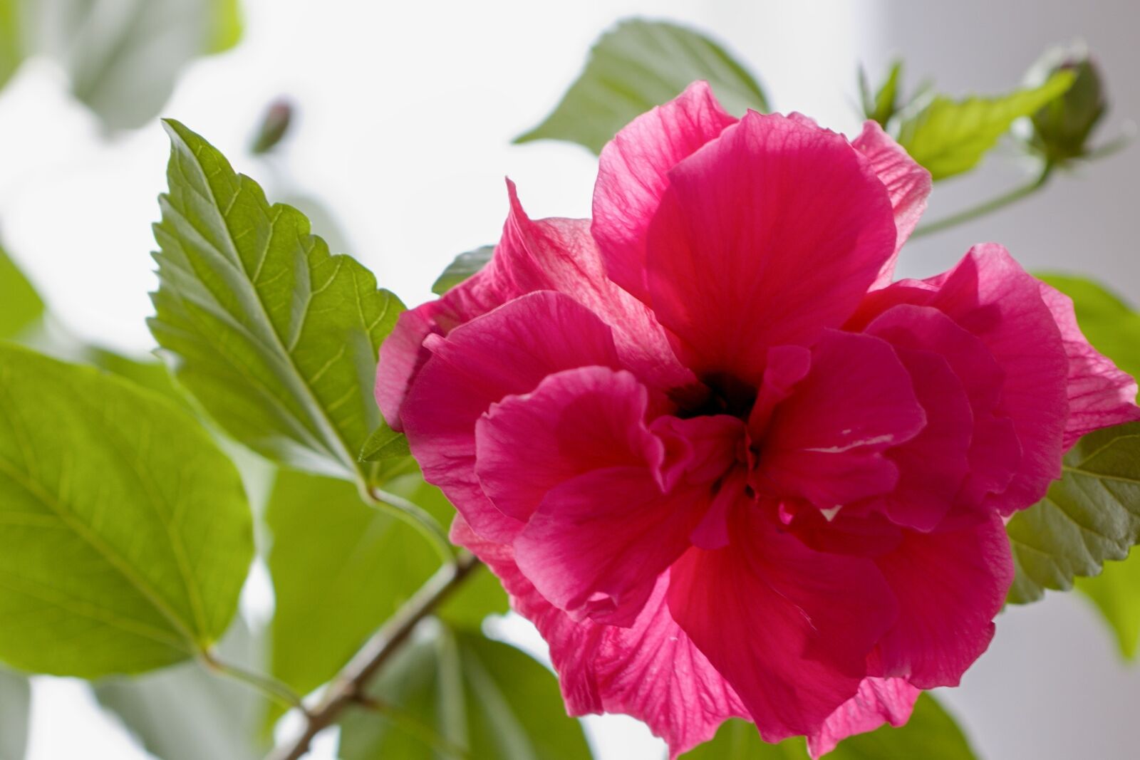 Canon EOS 760D (EOS Rebel T6s / EOS 8000D) sample photo. Hibiscus, flower photography
