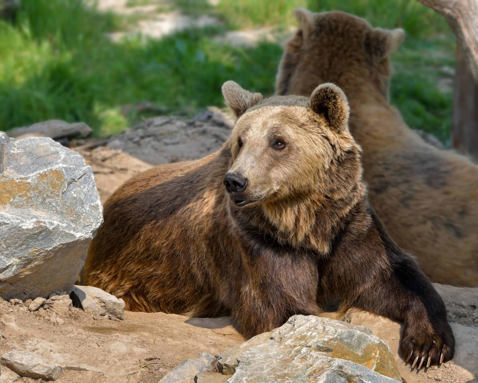 Nikon D500 sample photo. Nature, bear, wild, fur photography