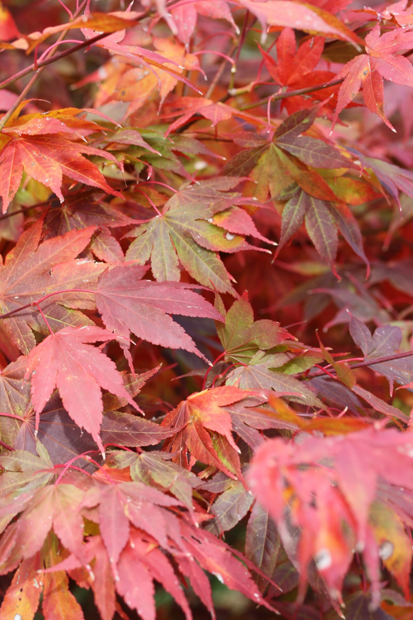 Canon EOS 1000D (EOS Digital Rebel XS / EOS Kiss F) sample photo. Japanese maple leaves, fall photography