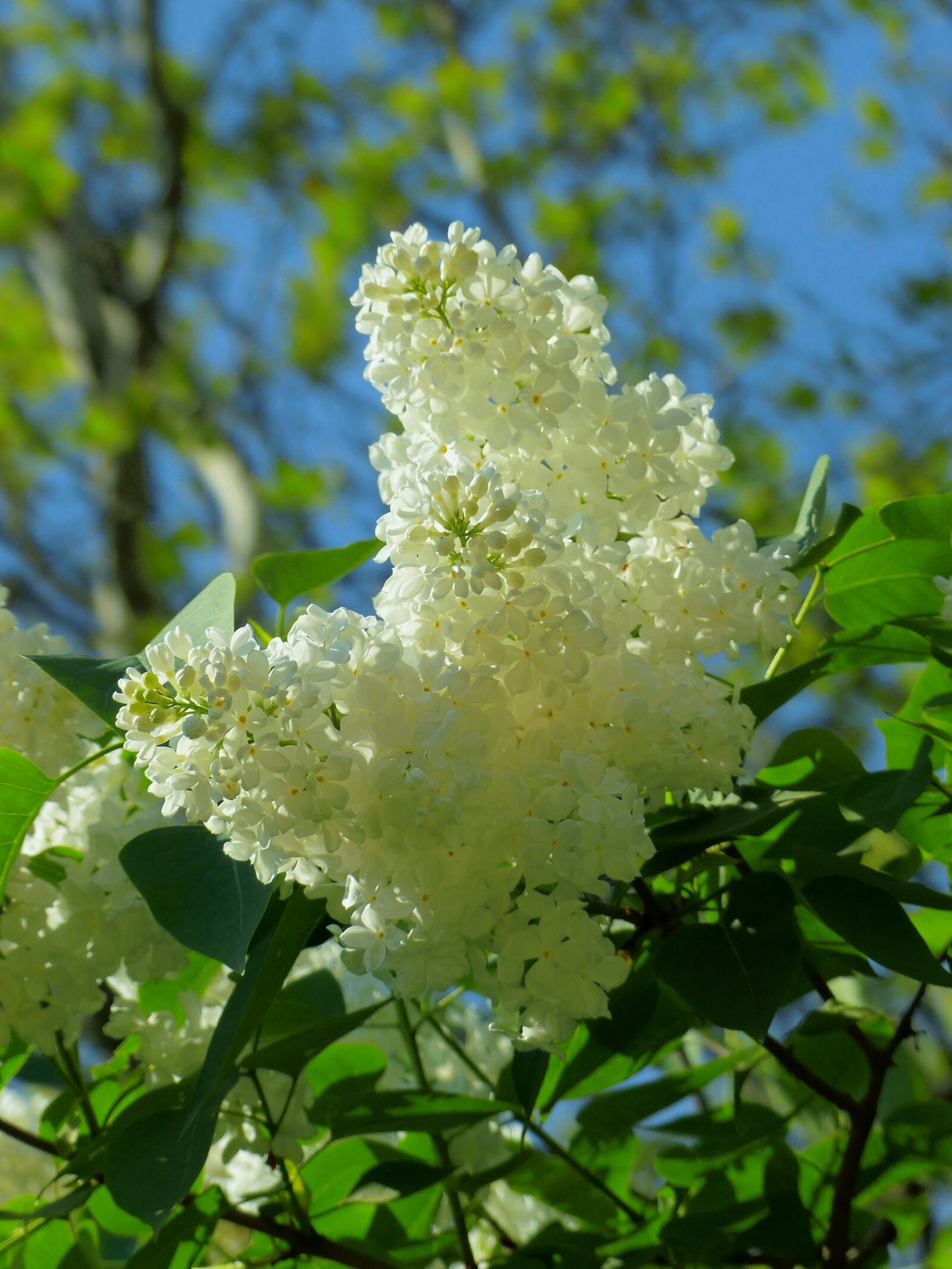 Panasonic Lumix DMC-FZ200 sample photo. Lilac, bloom, flowers photography