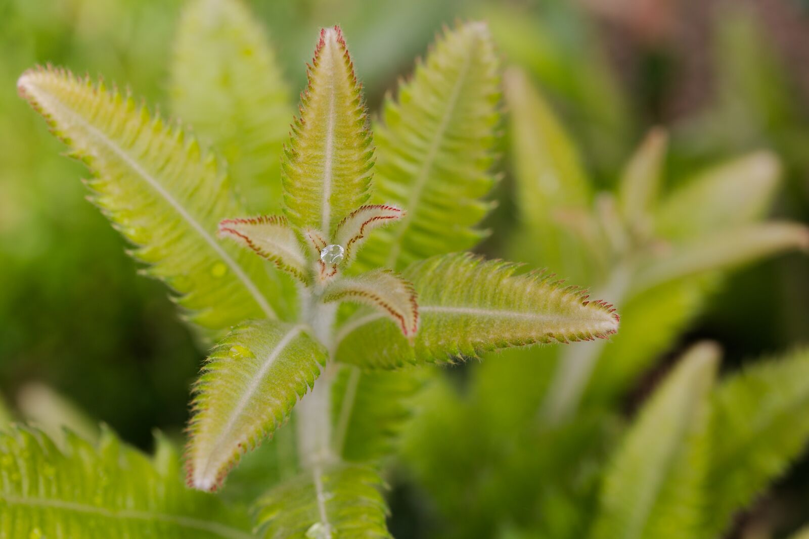 Canon EOS 6D sample photo. Leaf, plant, nature photography
