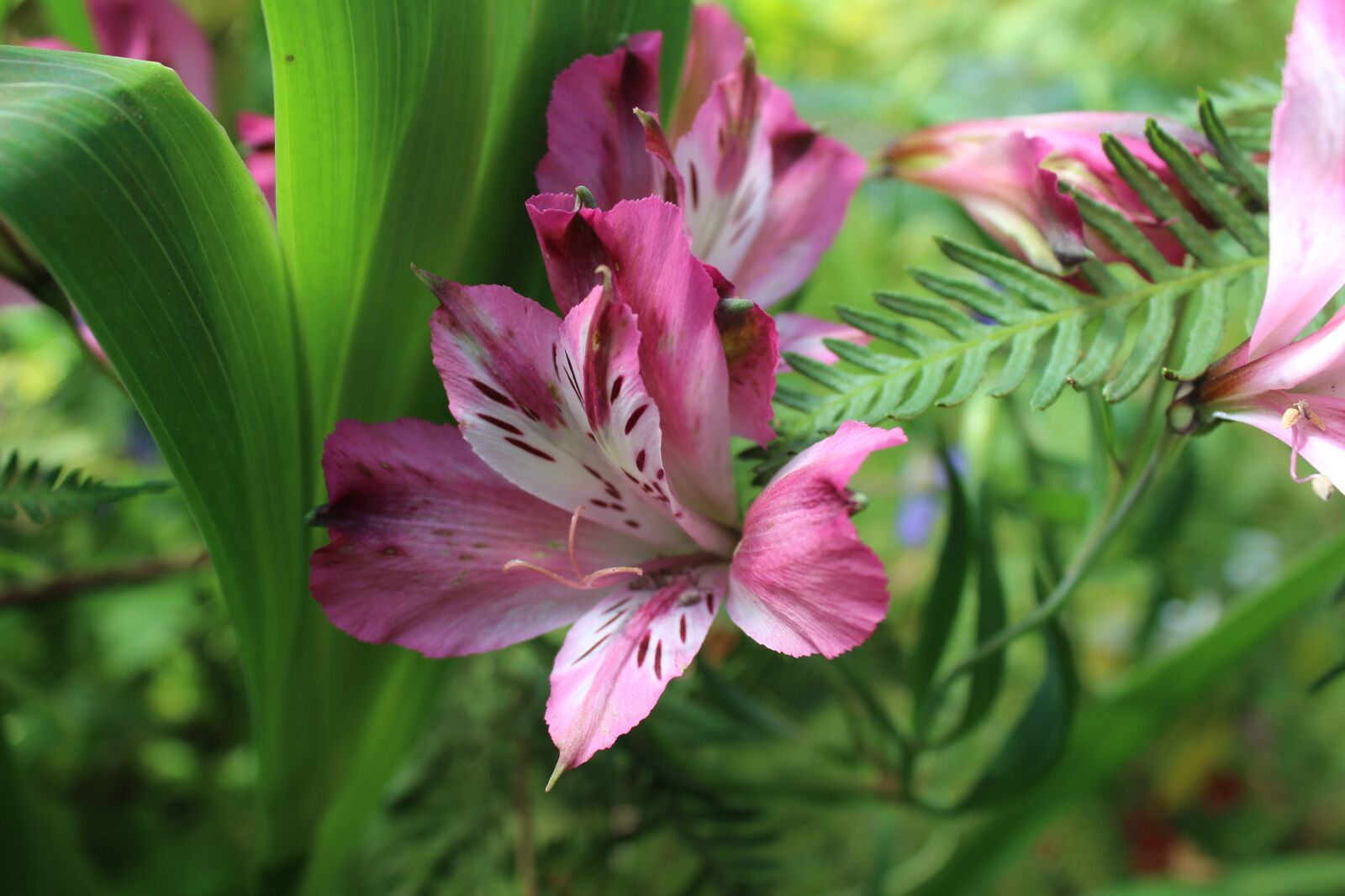 Canon EOS 1200D (EOS Rebel T5 / EOS Kiss X70 / EOS Hi) sample photo. Green plants, color pink photography