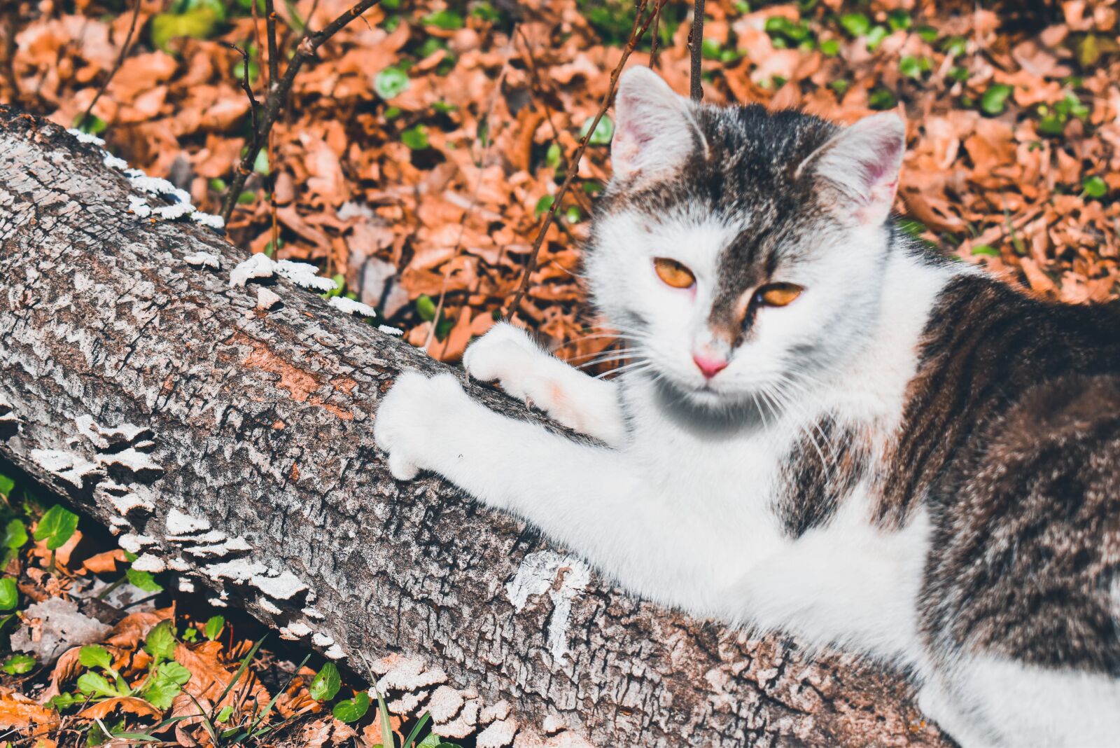 Nikon D3500 sample photo. Cat, kitten, pet photography