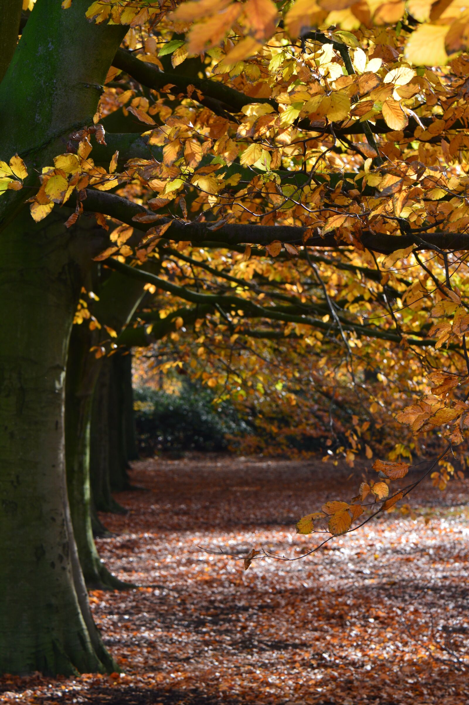 Nikon D3200 sample photo. Forest, autumn, landscape photography