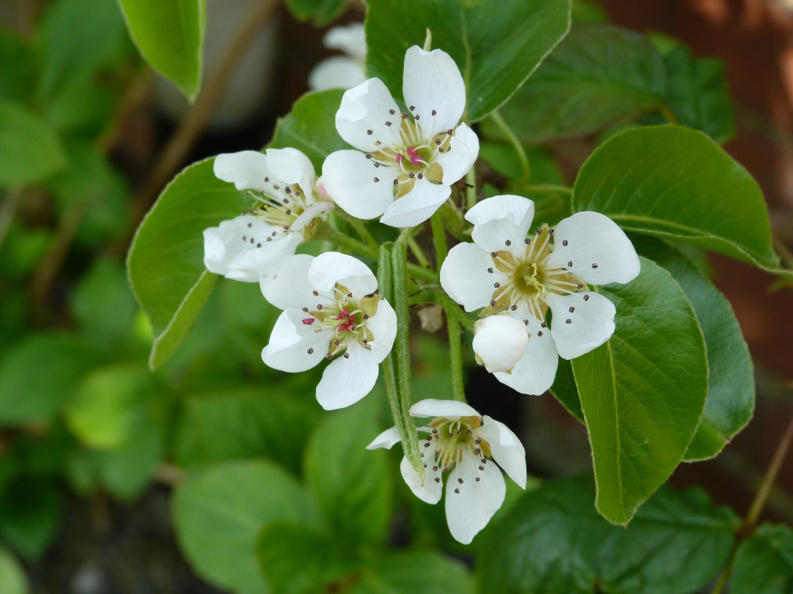 Panasonic Lumix DMC-FZ40 (Lumix DMC-FZ45) sample photo. Pear blossom, flower, blossom photography