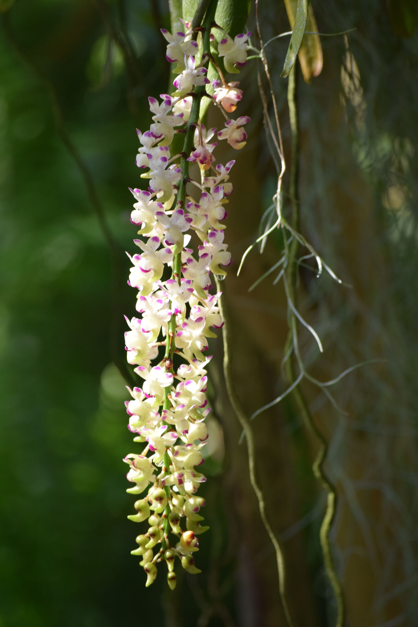 Nikon D3300 sample photo. Flower, tropical, nature photography