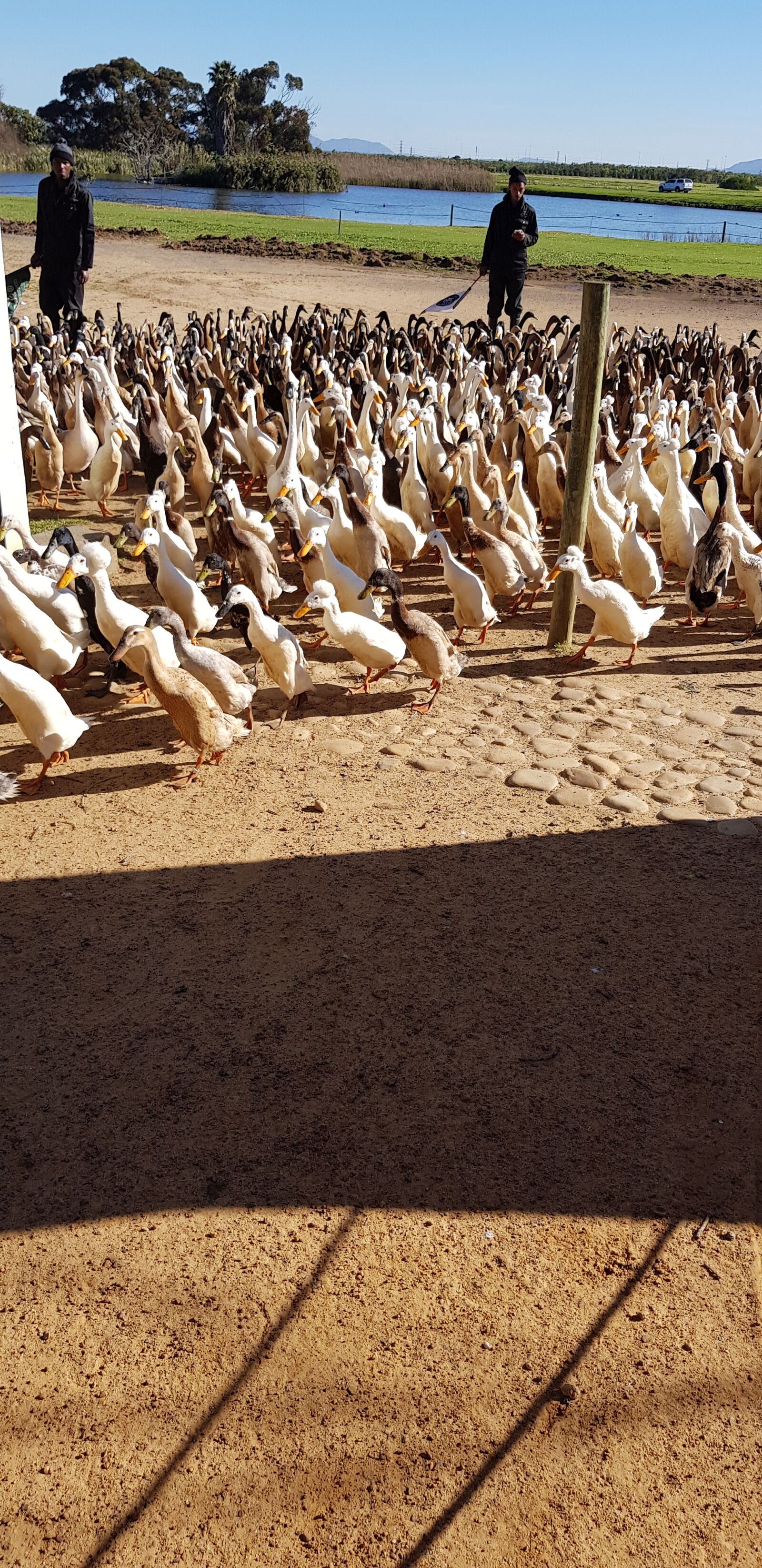 Samsung Galaxy S8+ sample photo. Geese, farm, sunny photography