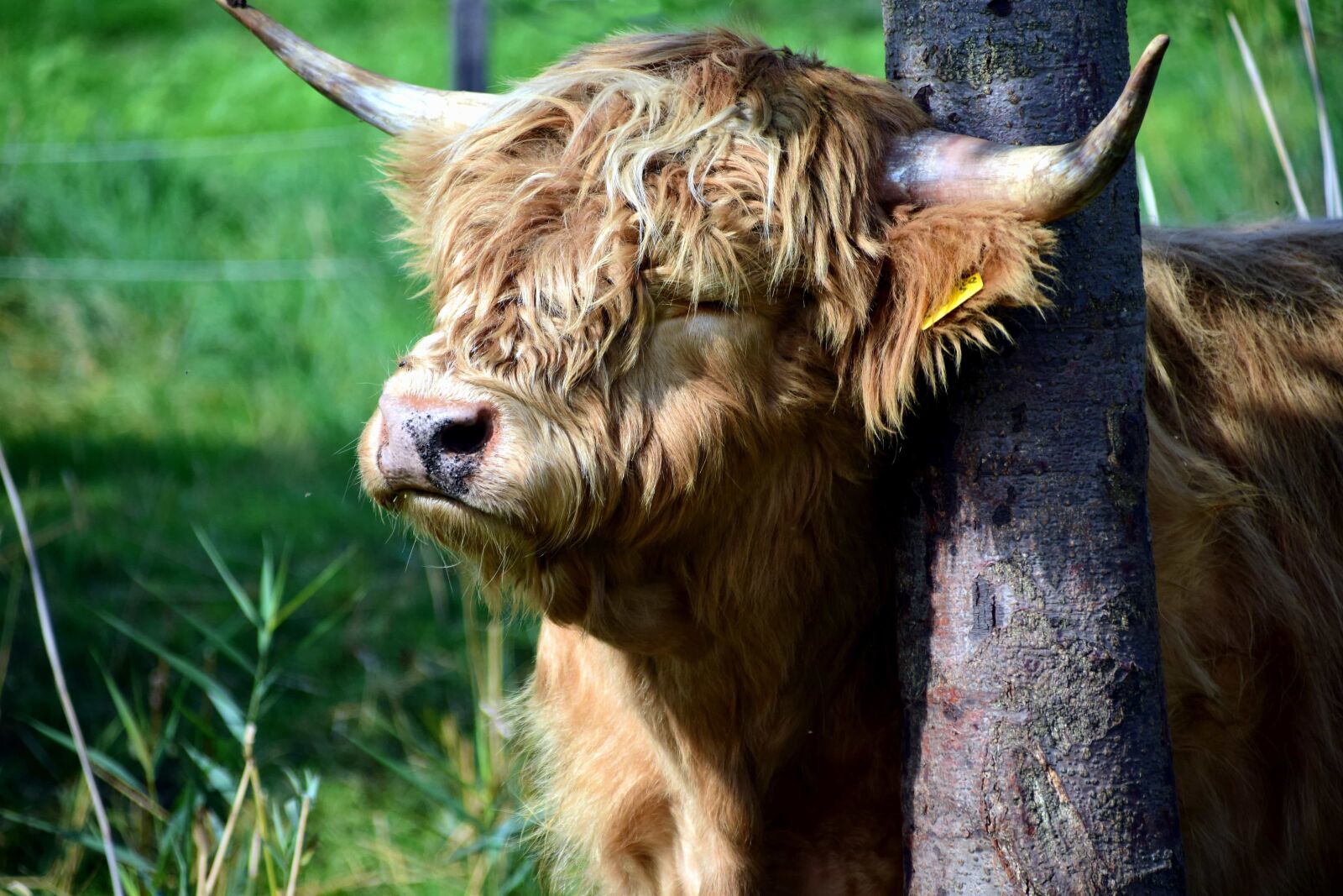 Nikon D3300 sample photo. Grass, nature, animal, bull photography
