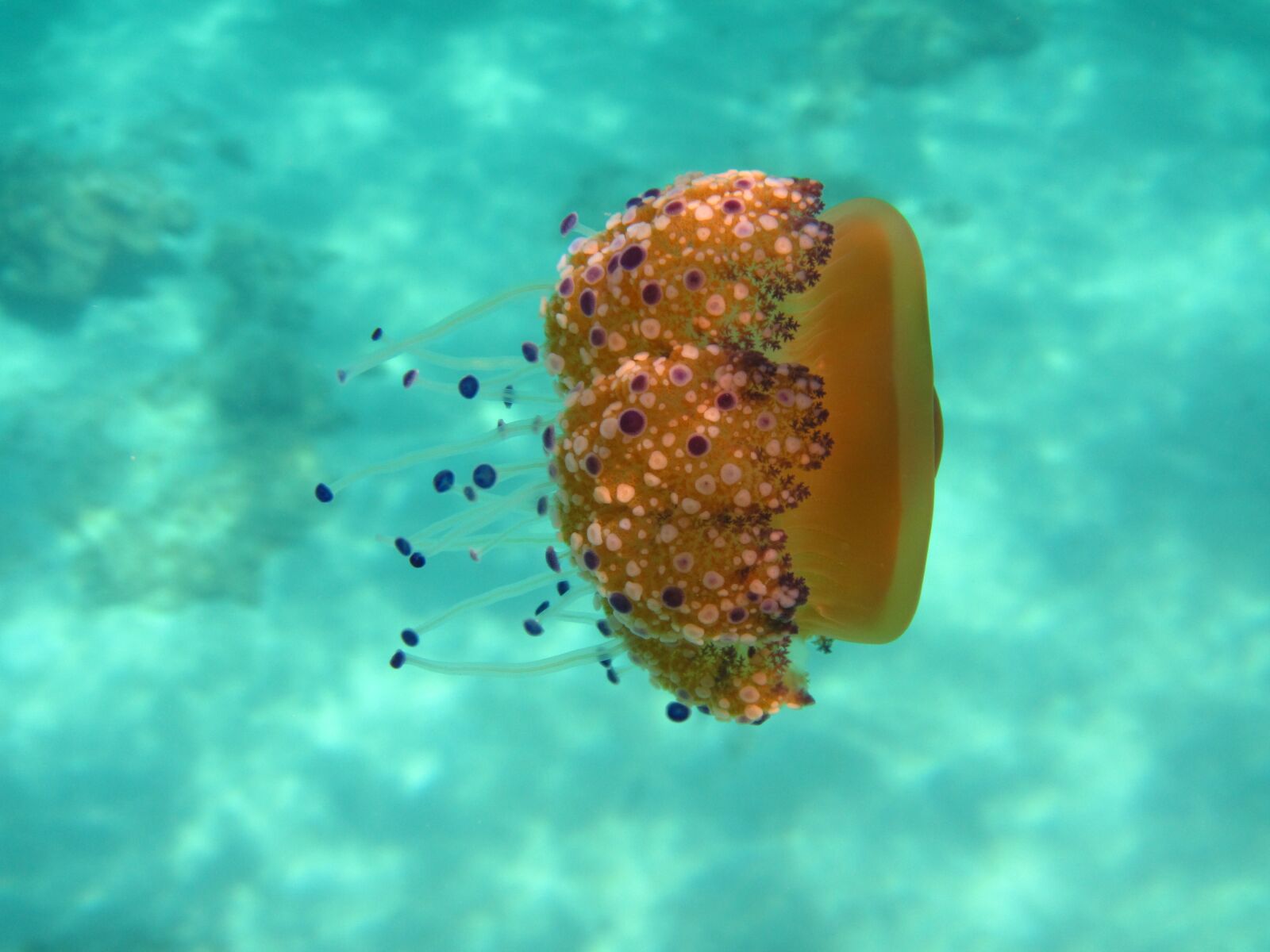 Canon PowerShot D30 sample photo. Jellyfish, sea, underwater photography