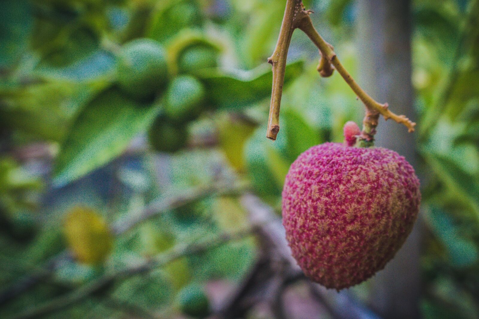 Canon EOS 700D (EOS Rebel T5i / EOS Kiss X7i) sample photo. Lychee, results, fruit photography