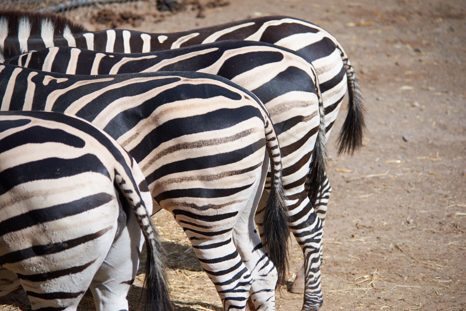 Nikon D7200 sample photo. Zebra, butt, eat photography