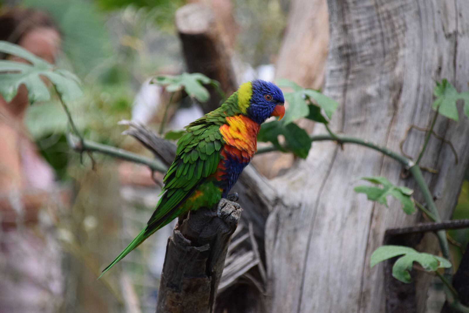Nikon D5300 sample photo. Birds, parrots, zoo photography