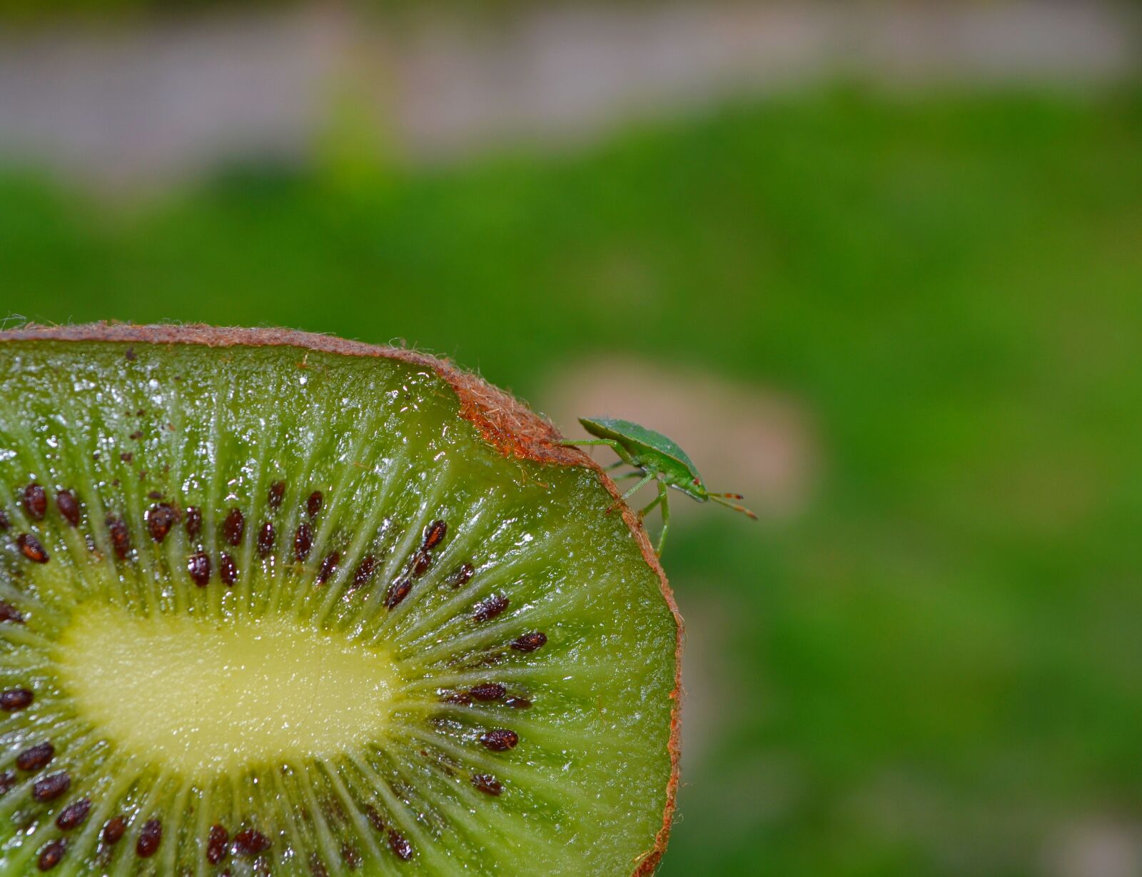 Nikon D3100 sample photo. Bug, kiwi, green photography