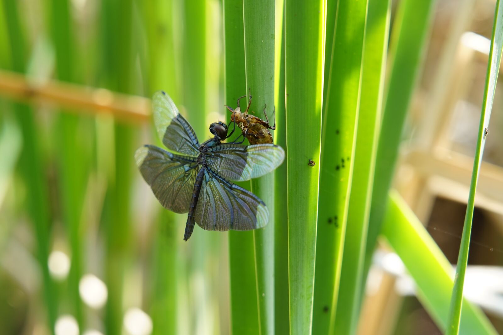 Sony FE 24-105mm F4 G OSS sample photo. Dragonfly, sun, morning photography