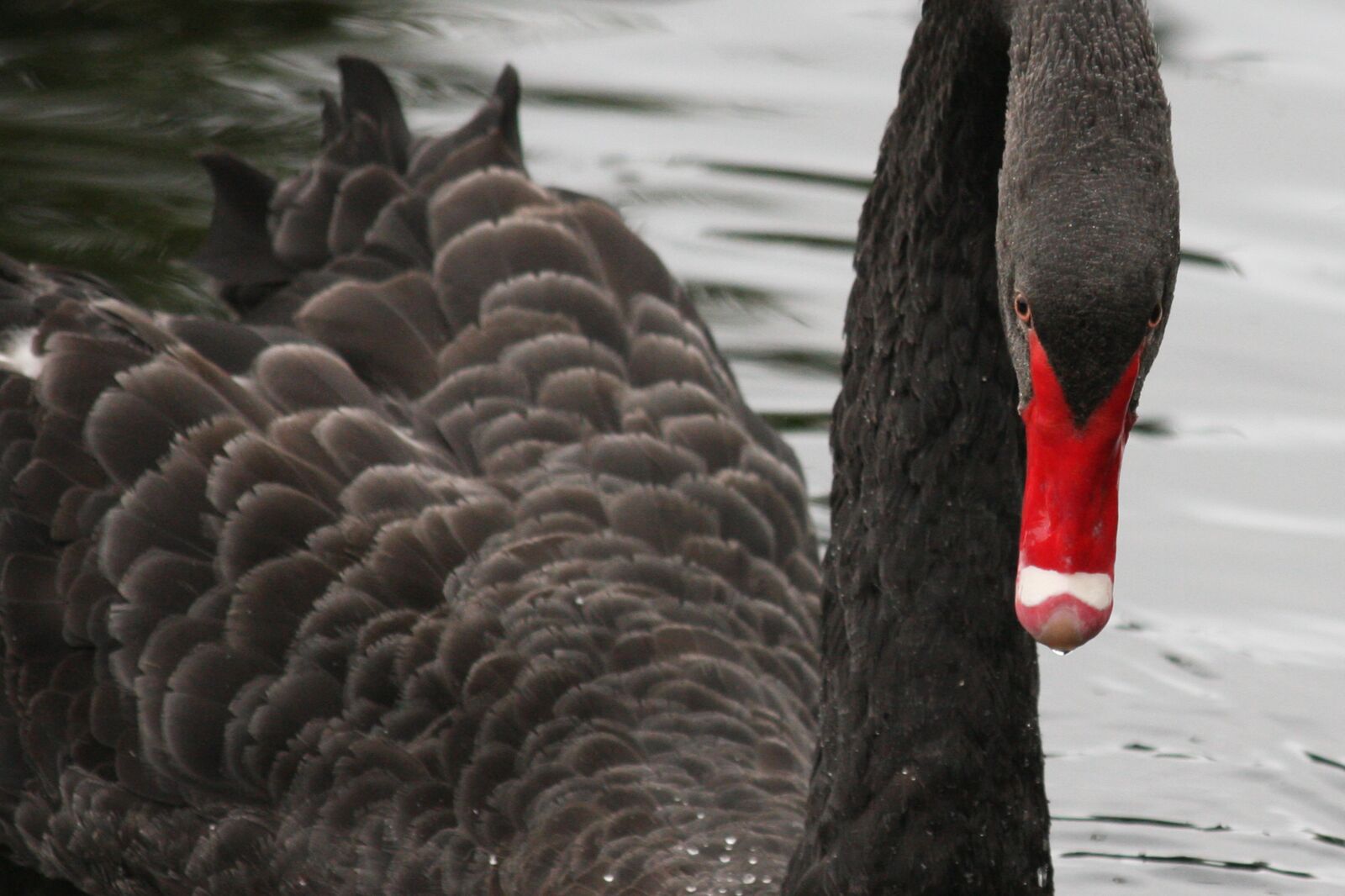Canon EOS 40D sample photo. Black swan, portrait, red photography