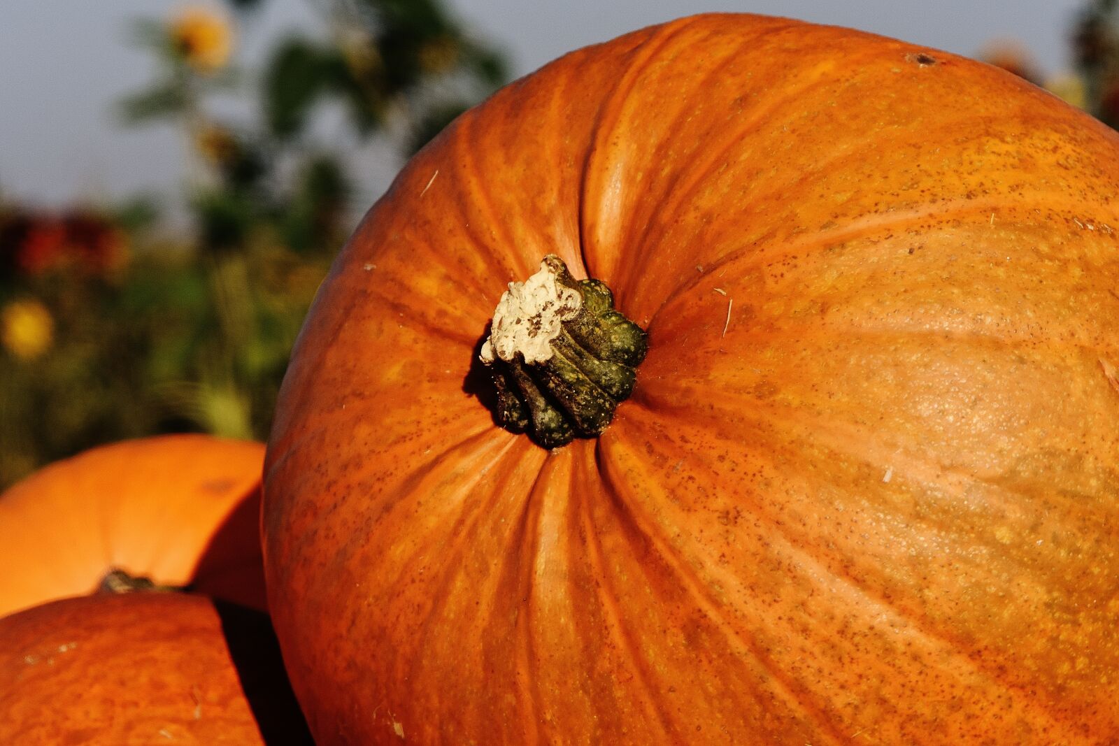 Nikon D7200 sample photo. Pumpkins, autumn, autumn decoration photography